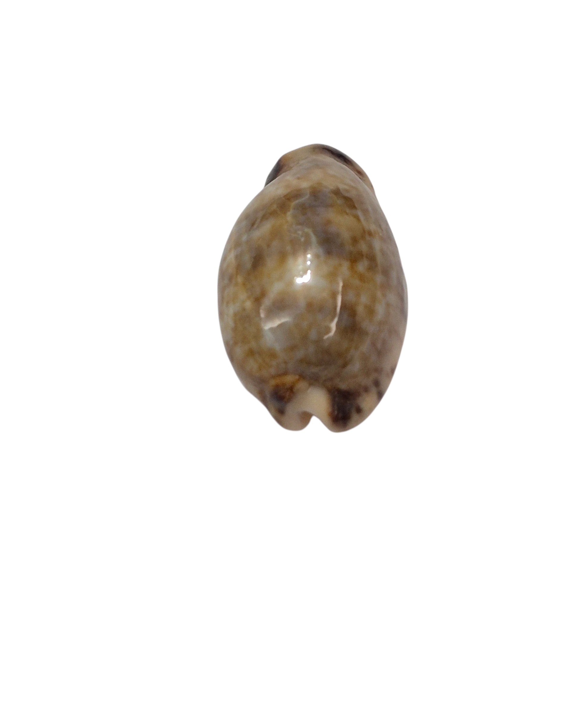 BC131 Pseudozonaria nigropunctata - DWARF - Image 5