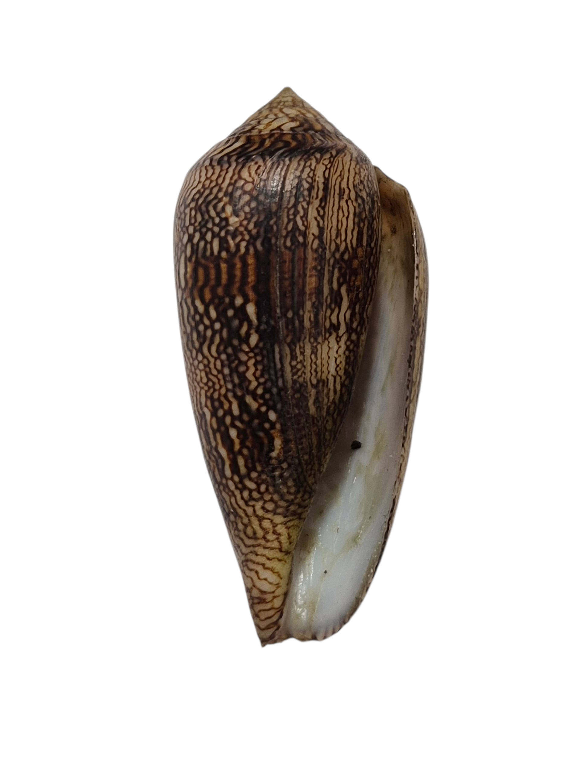 BC100 Conus cholmondeleyi - FRESH BEAUTY - Image 2