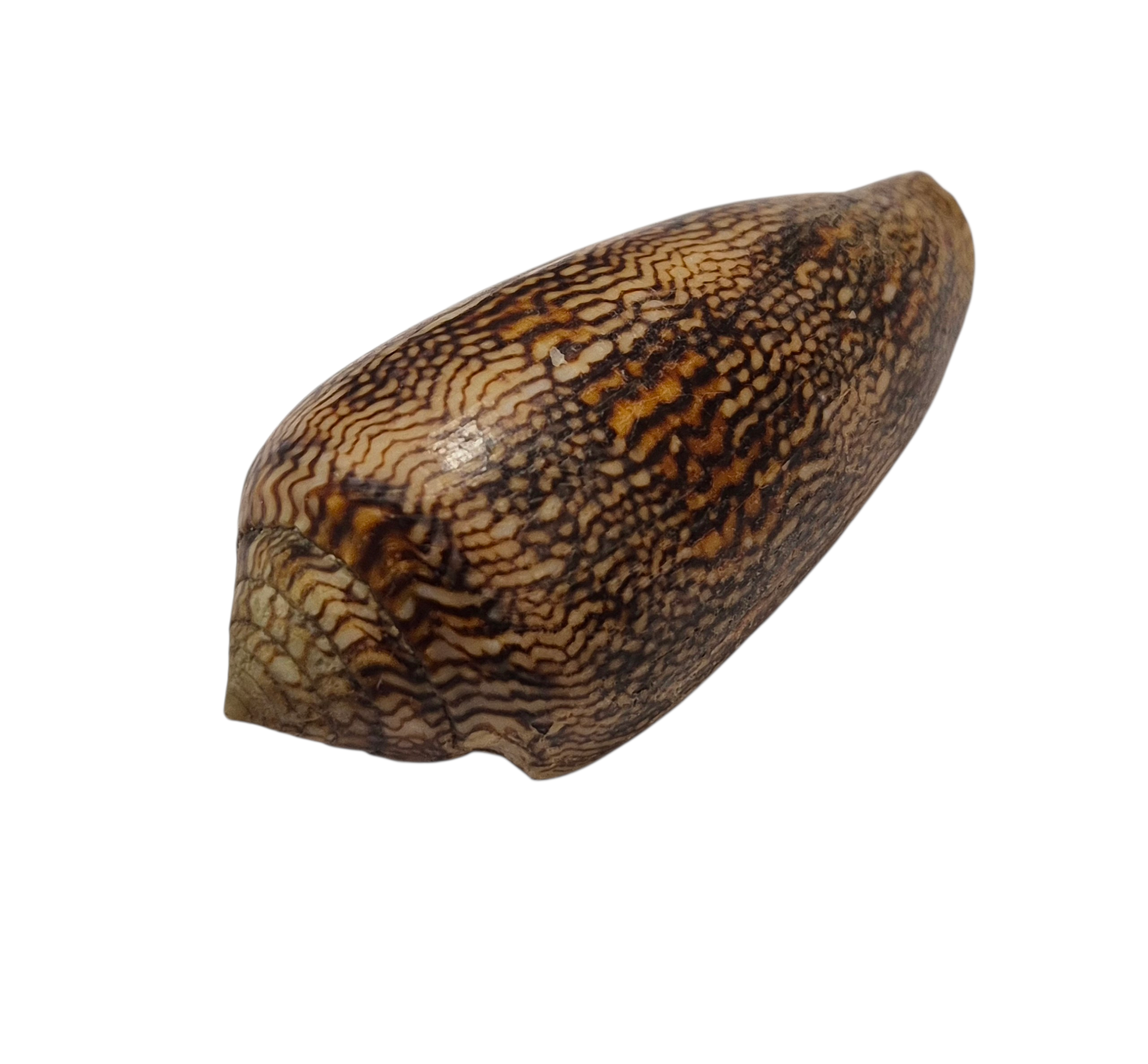 BC100 Conus cholmondeleyi - FRESH BEAUTY - Image 3