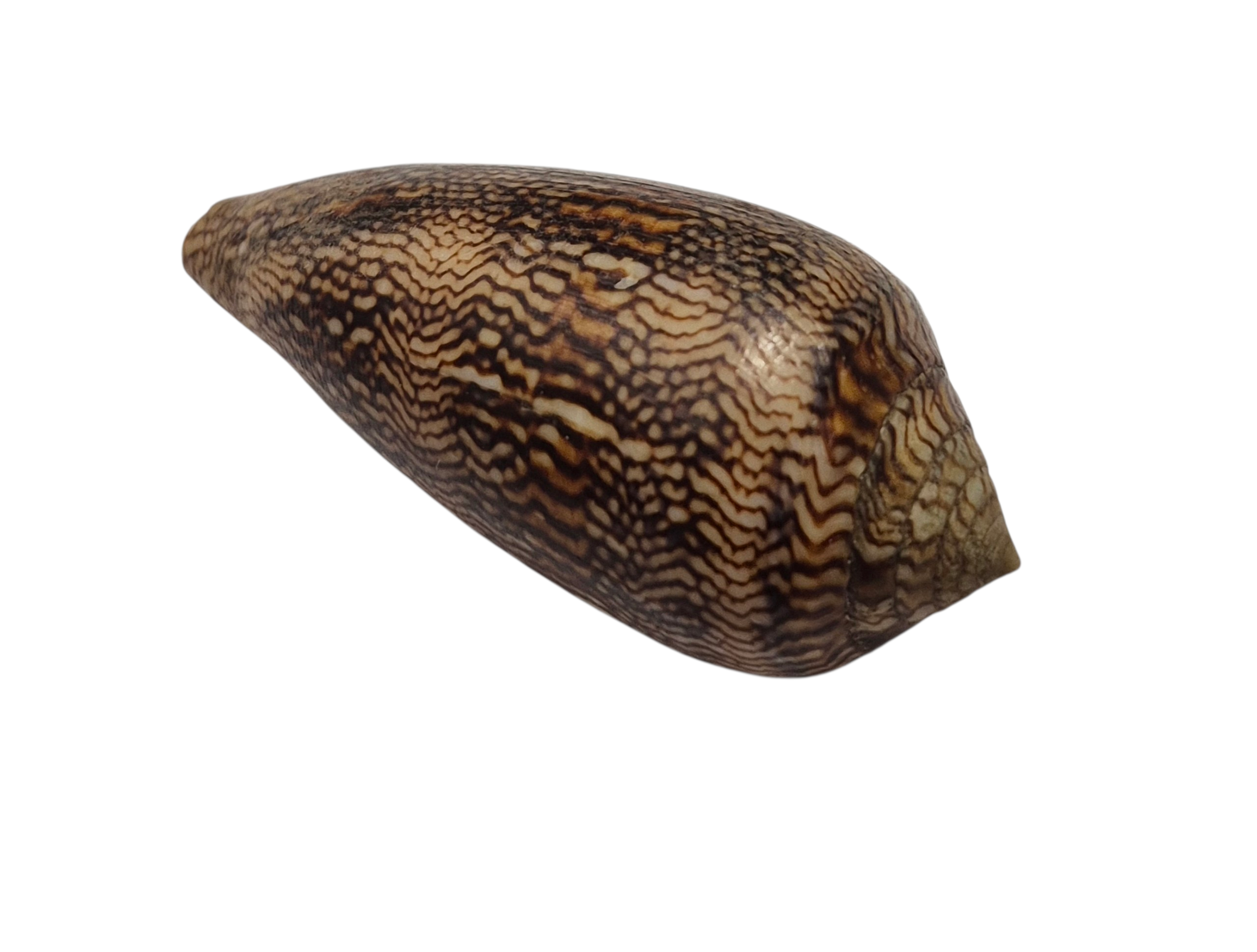 BC100 Conus cholmondeleyi - FRESH BEAUTY - Image 4