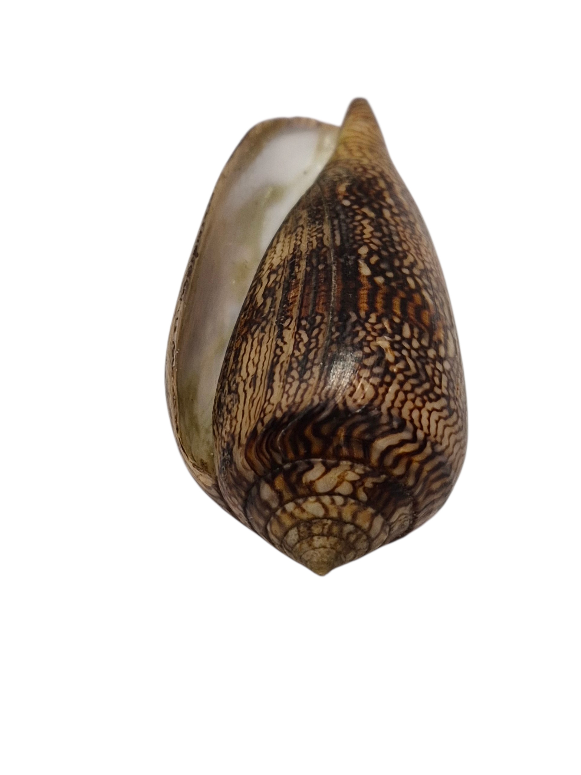 BC100 Conus cholmondeleyi - FRESH BEAUTY - Image 5