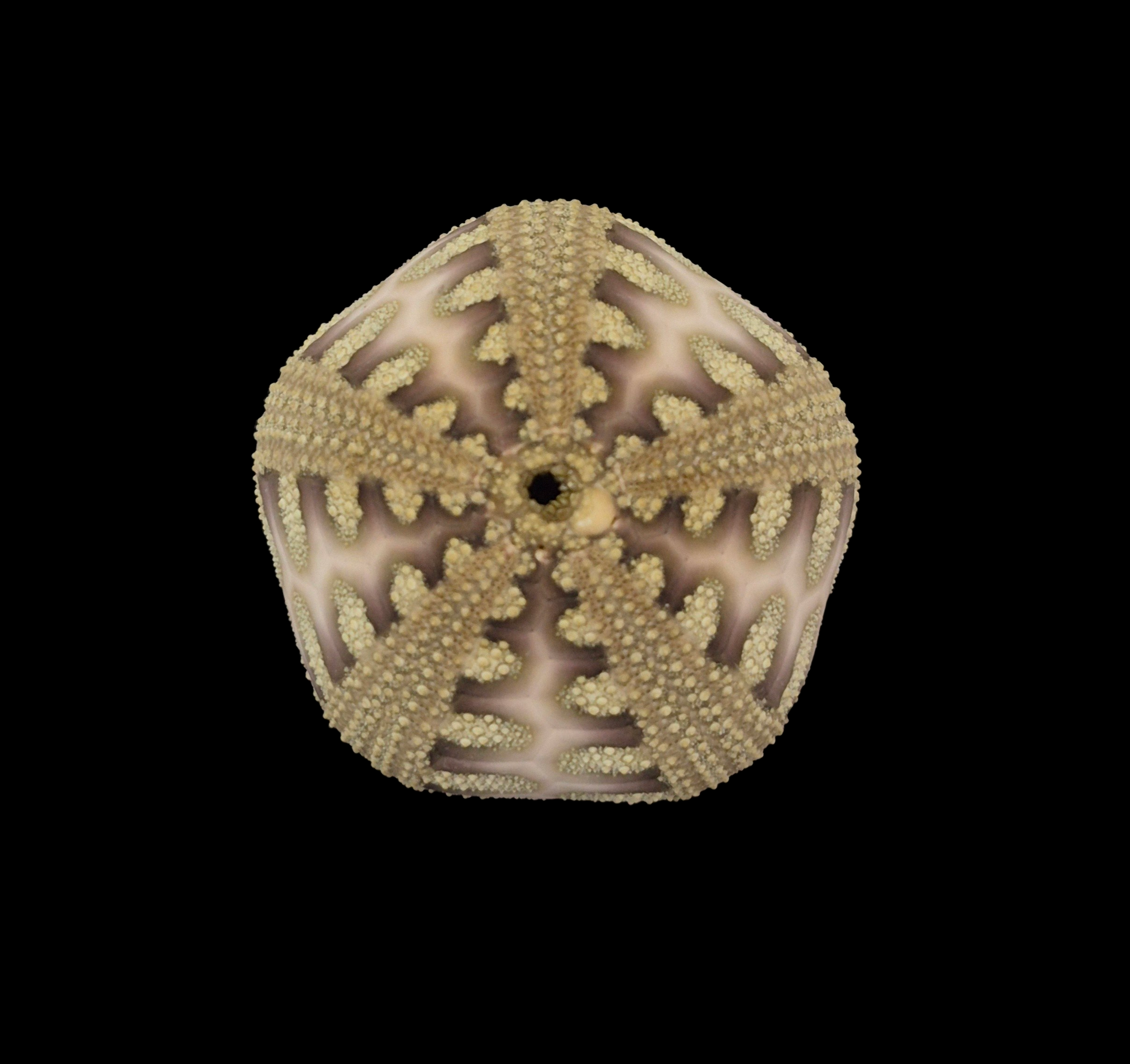 BC044 Microcyphus rousseaui - RED SEA VARIATION - Image 2