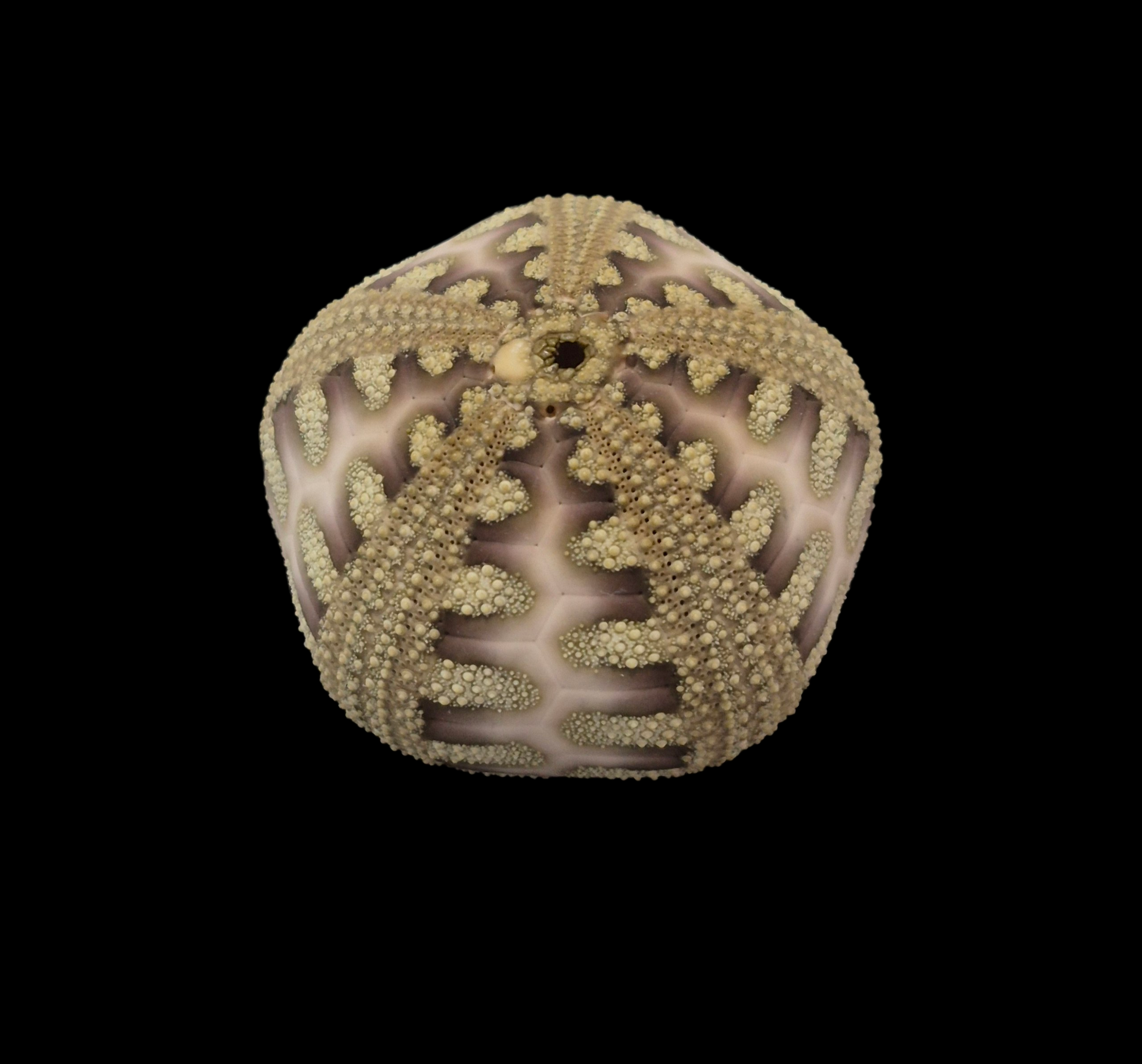 BC044 Microcyphus rousseaui - RED SEA VARIATION - Image 3