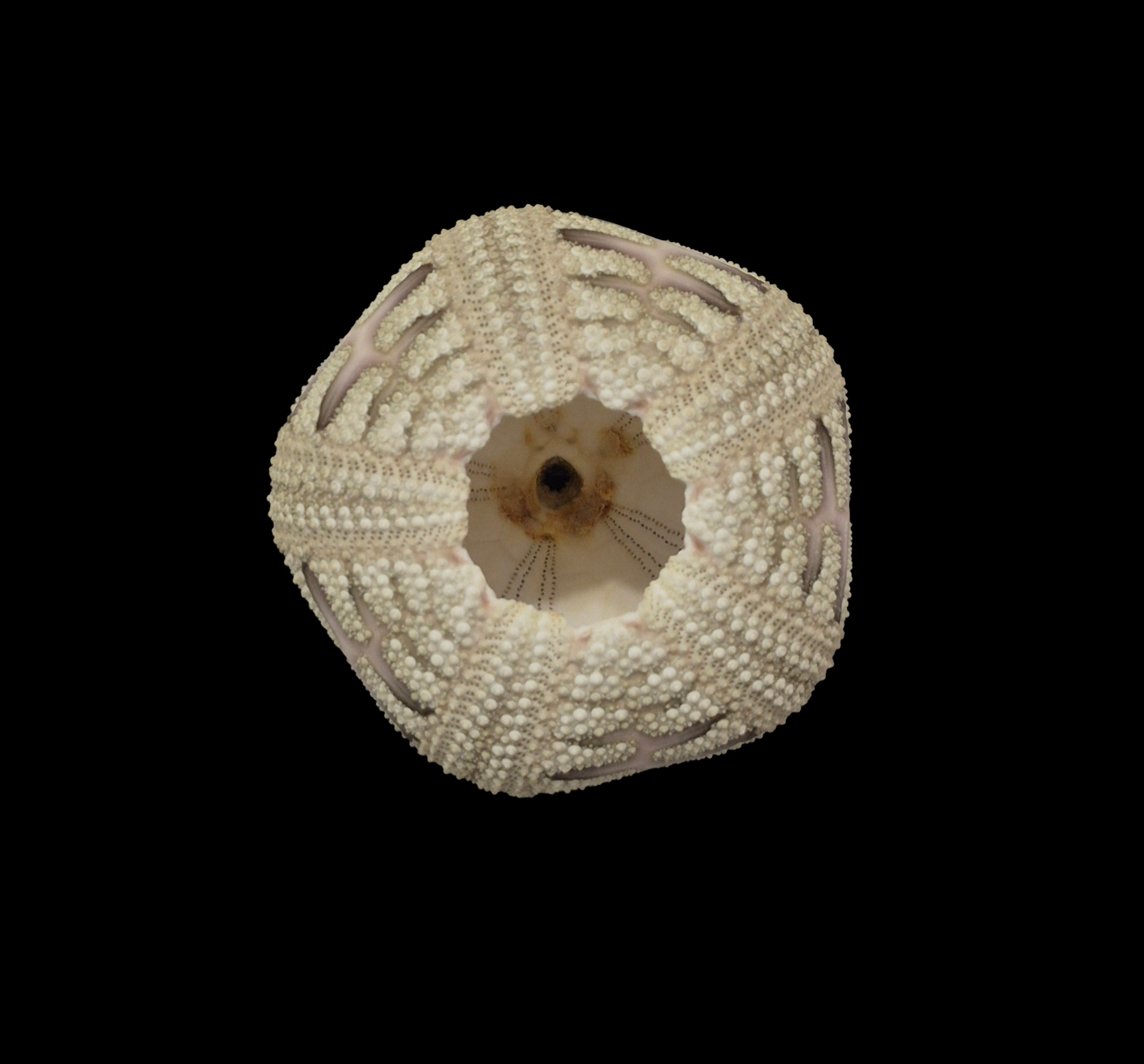 BC044 Microcyphus rousseaui - RED SEA VARIATION - Image 4