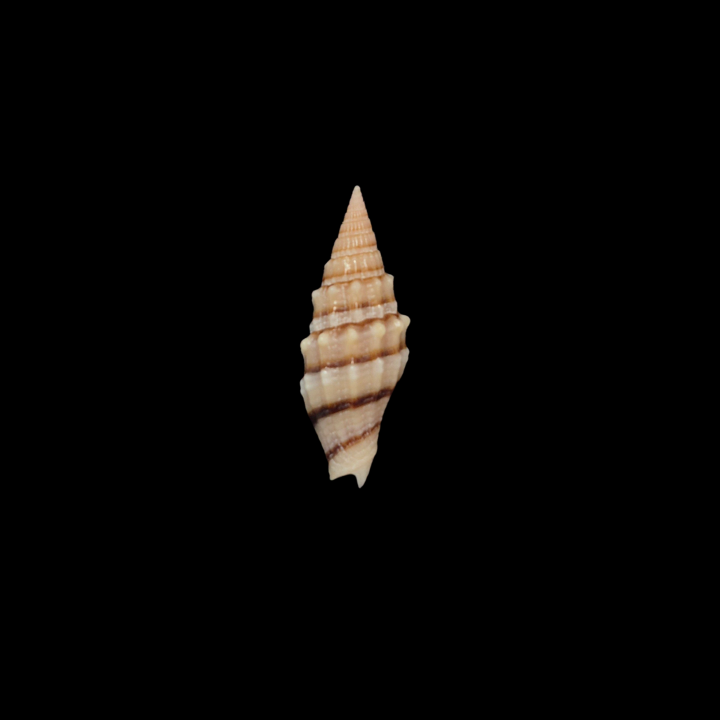 BC203 Vexillum yenyenae - SELDOM OFFERED