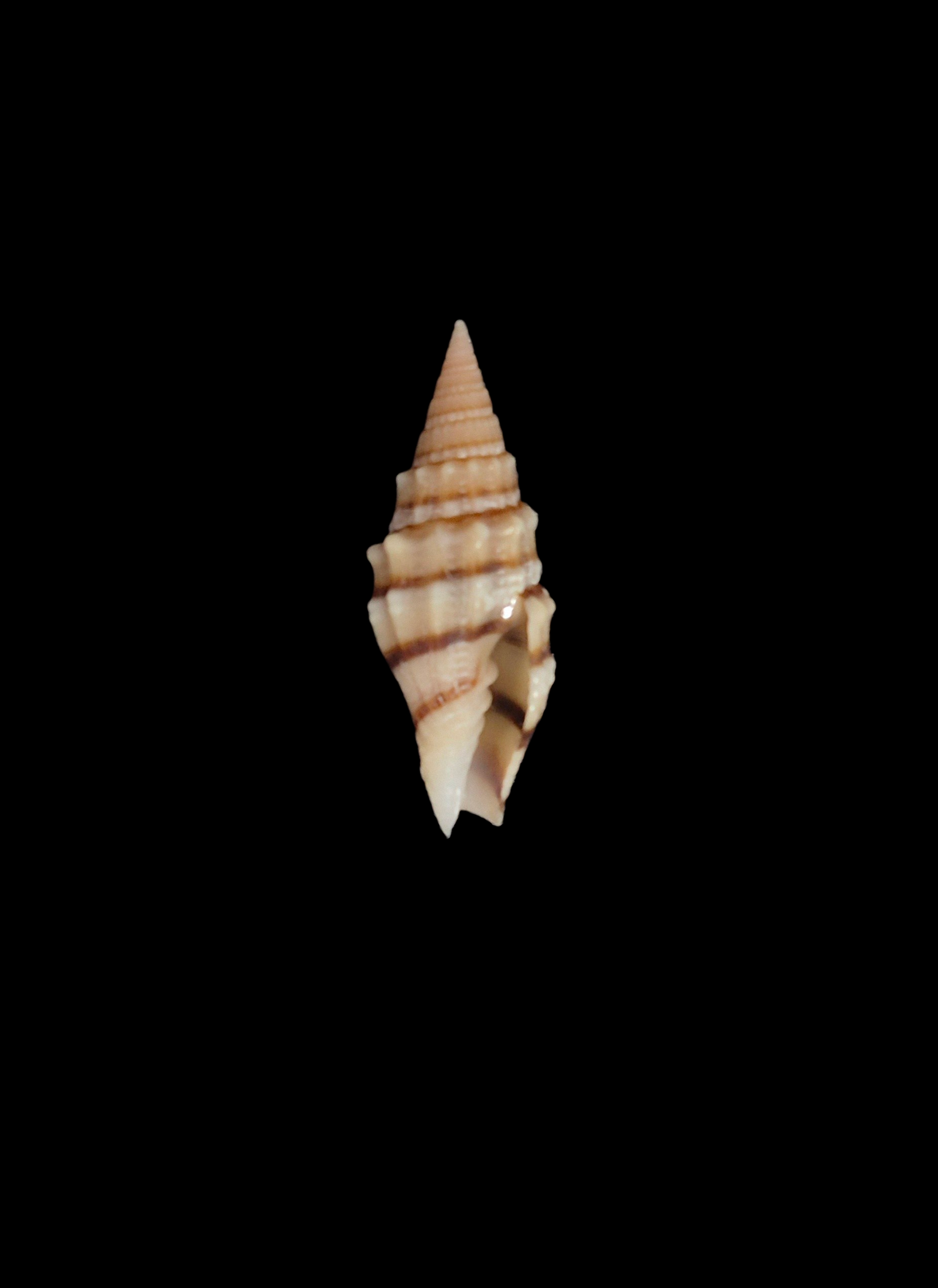 BC203 Vexillum yenyenae - SELDOM OFFERED - Image 2