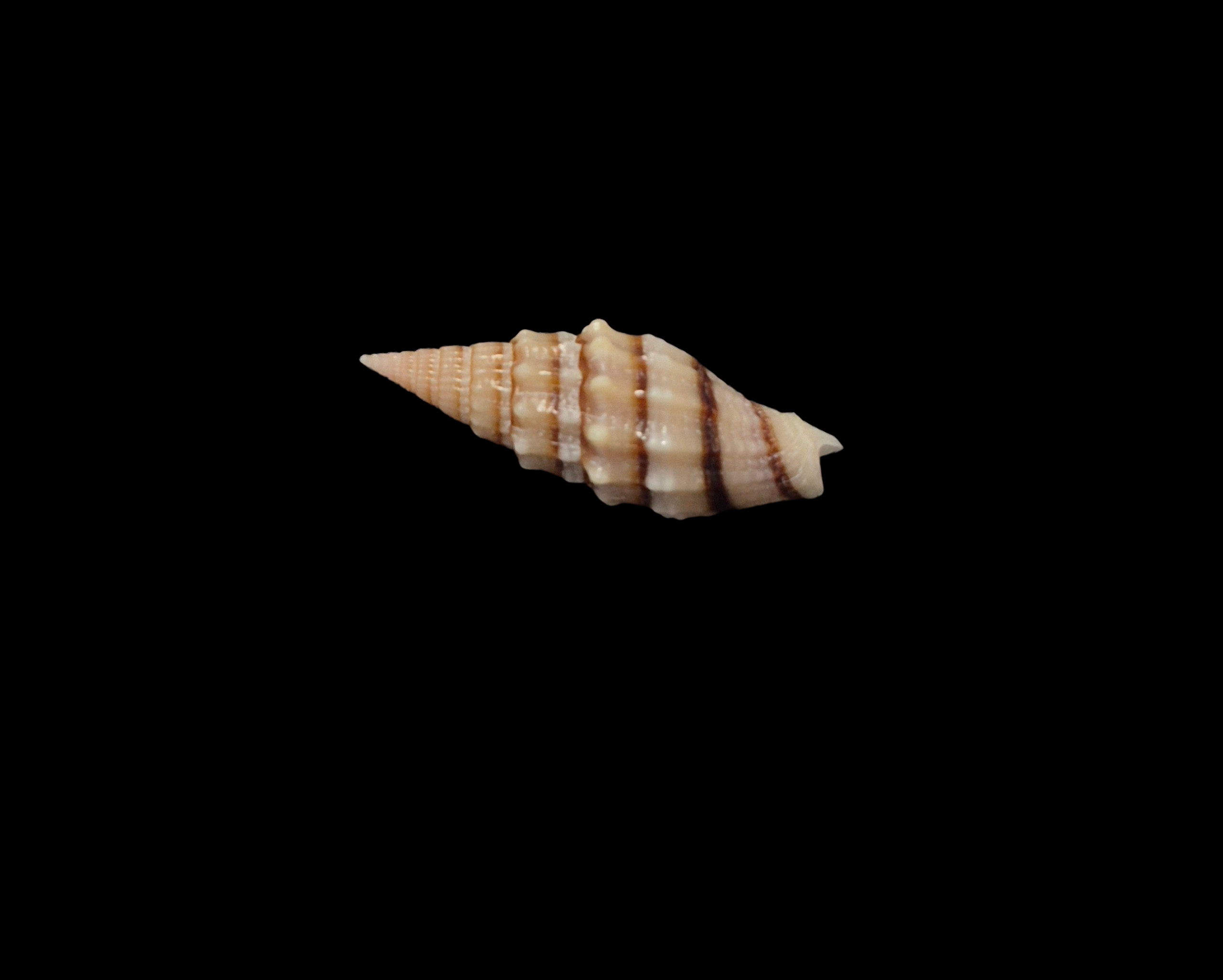 BC203 Vexillum yenyenae - SELDOM OFFERED - Image 3