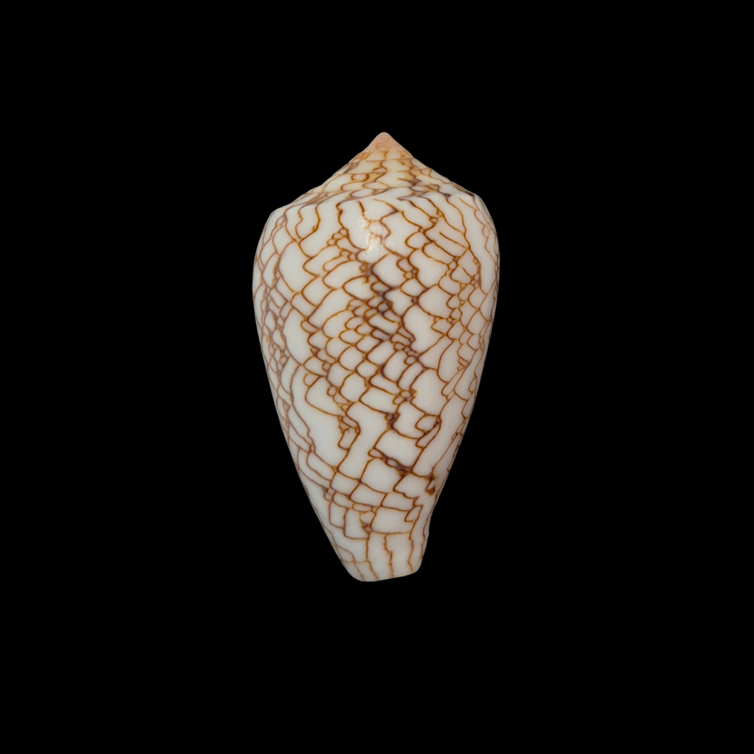 BC329 Conus archiepiscopus f. concatenatus