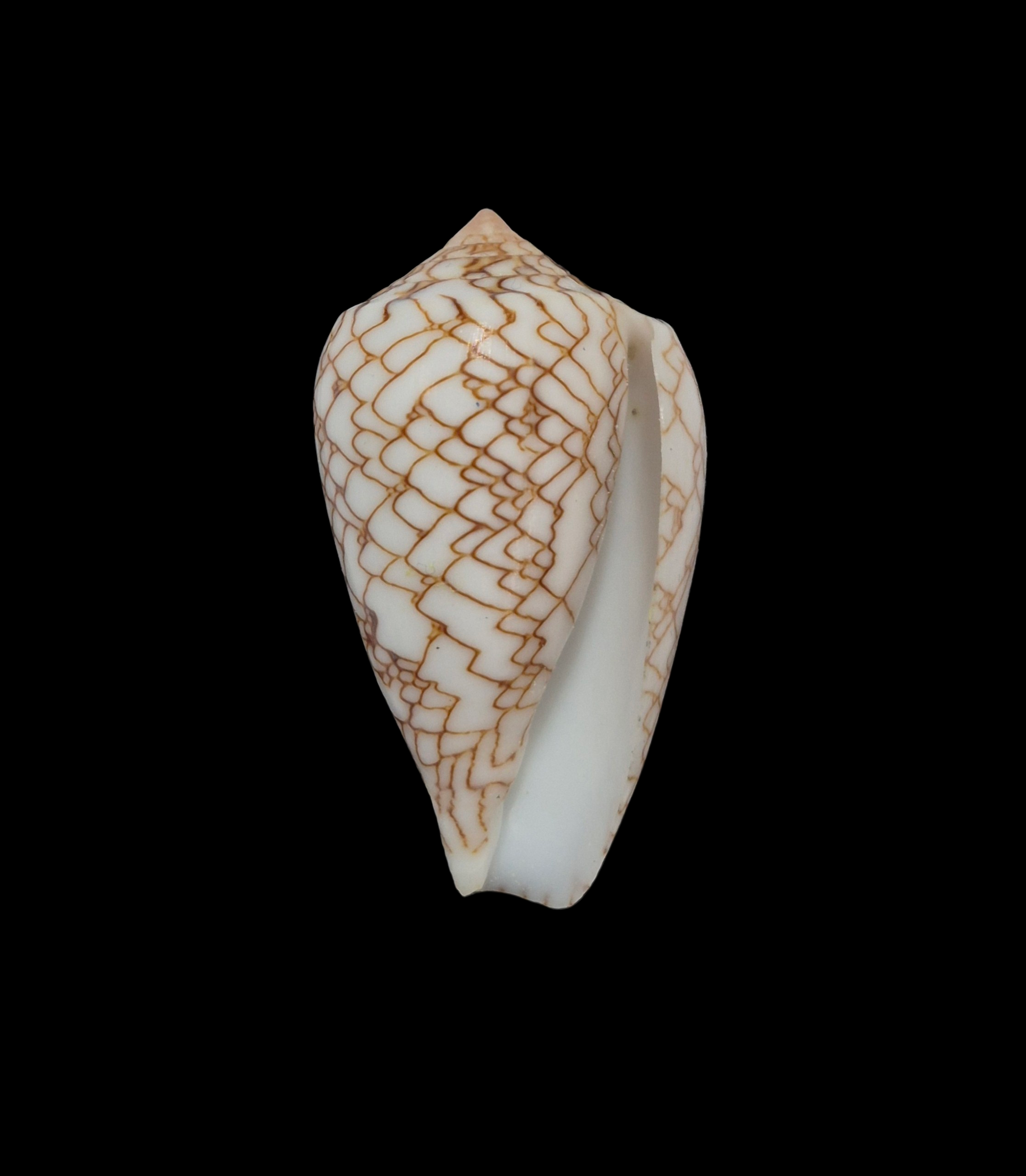 BC329 Conus archiepiscopus f. concatenatus - Image 2