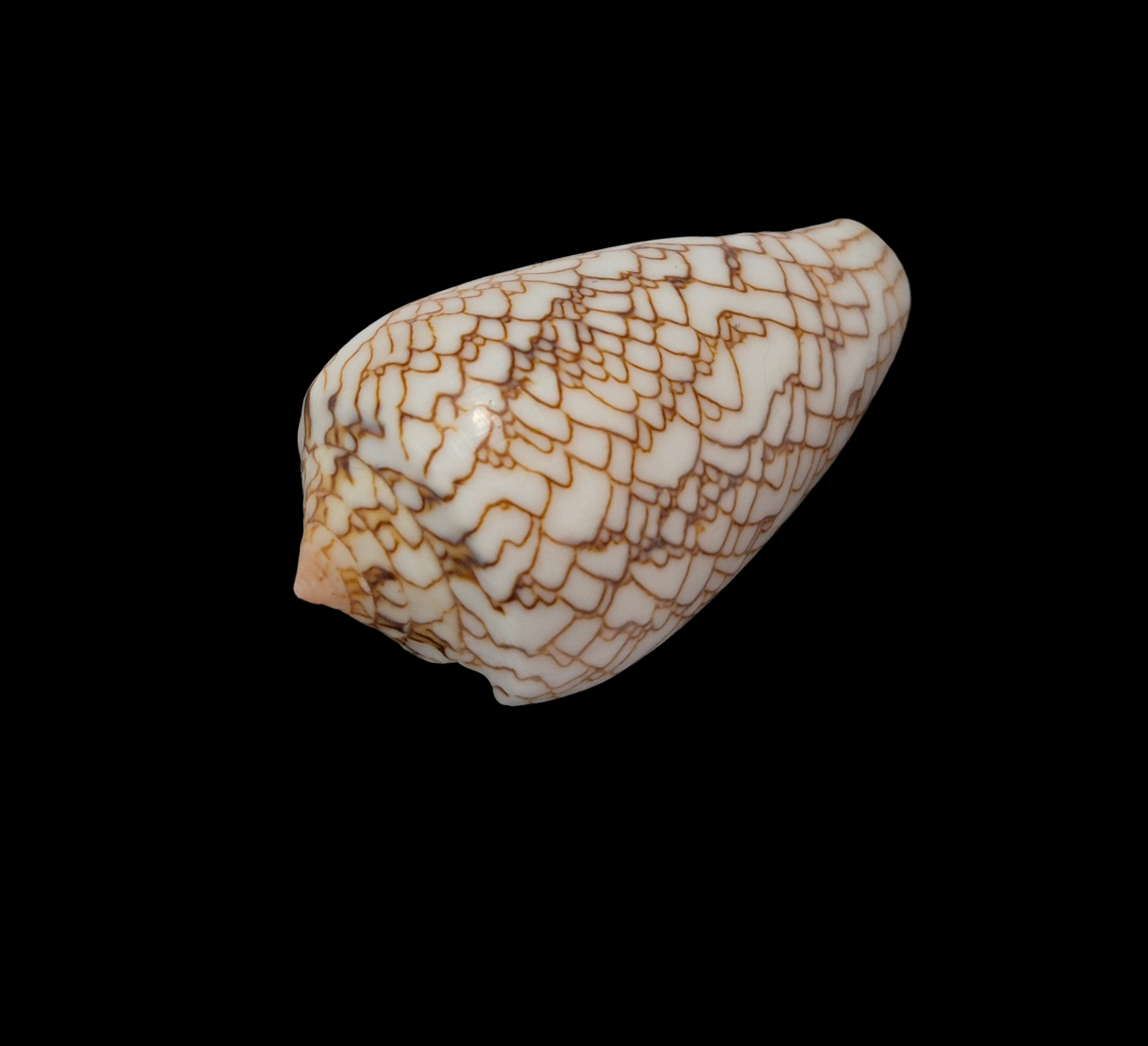 BC329 Conus archiepiscopus f. concatenatus - Image 3