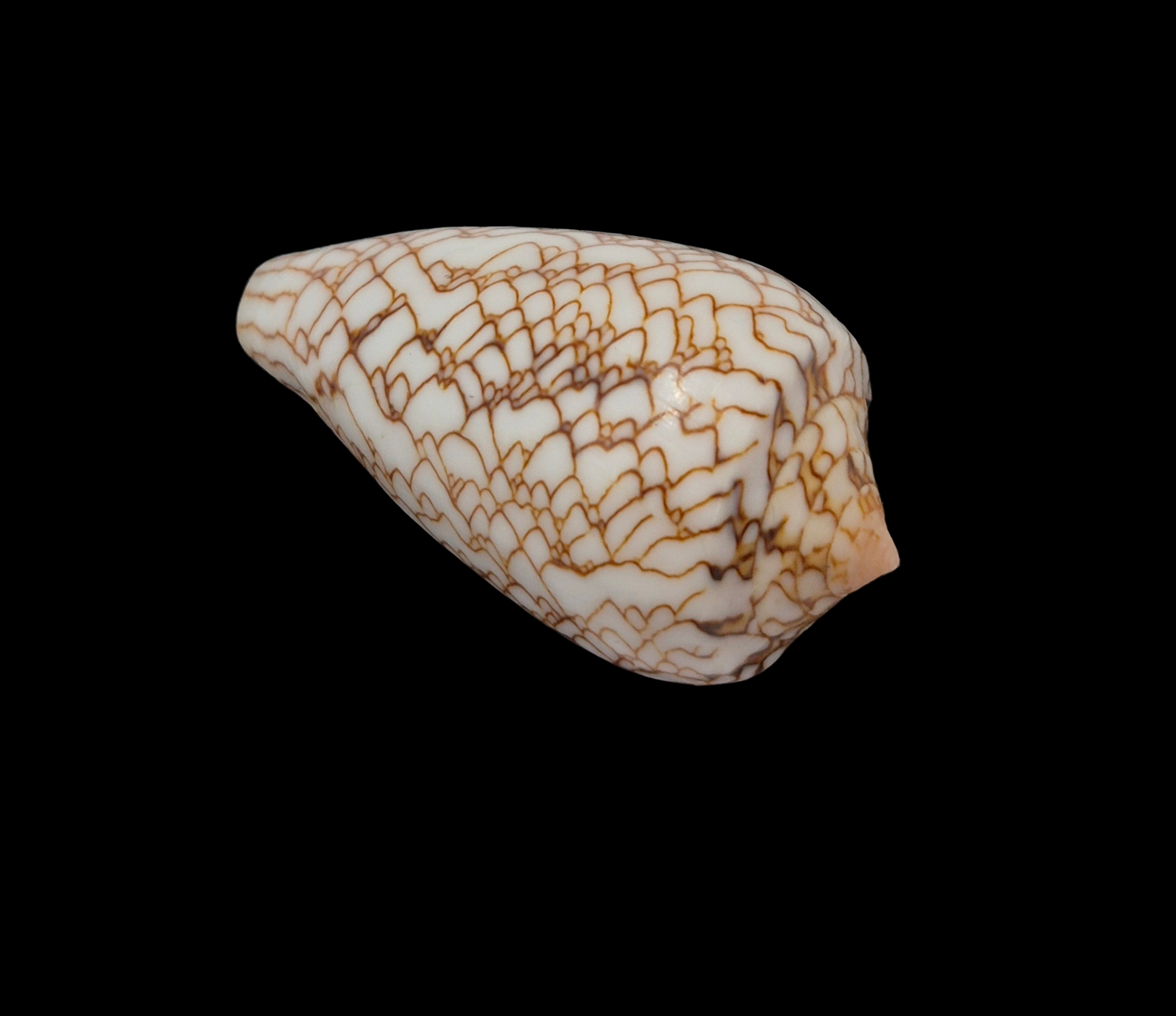BC329 Conus archiepiscopus f. concatenatus - Image 4