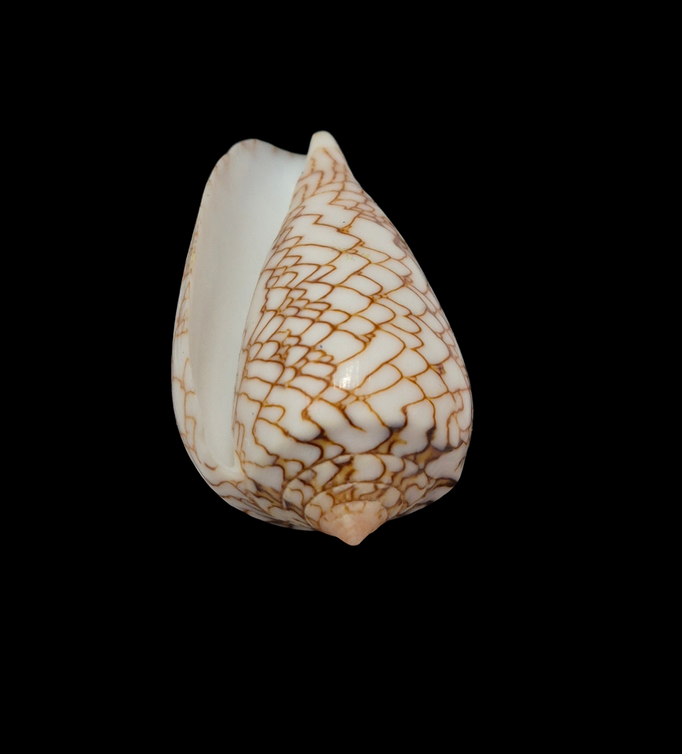 BC329 Conus archiepiscopus f. concatenatus - Image 5