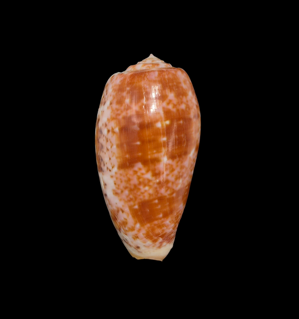BC133 Conus bullatus - PATTERNFUL