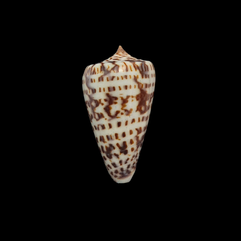 BC249 Conus keati - RED SEA