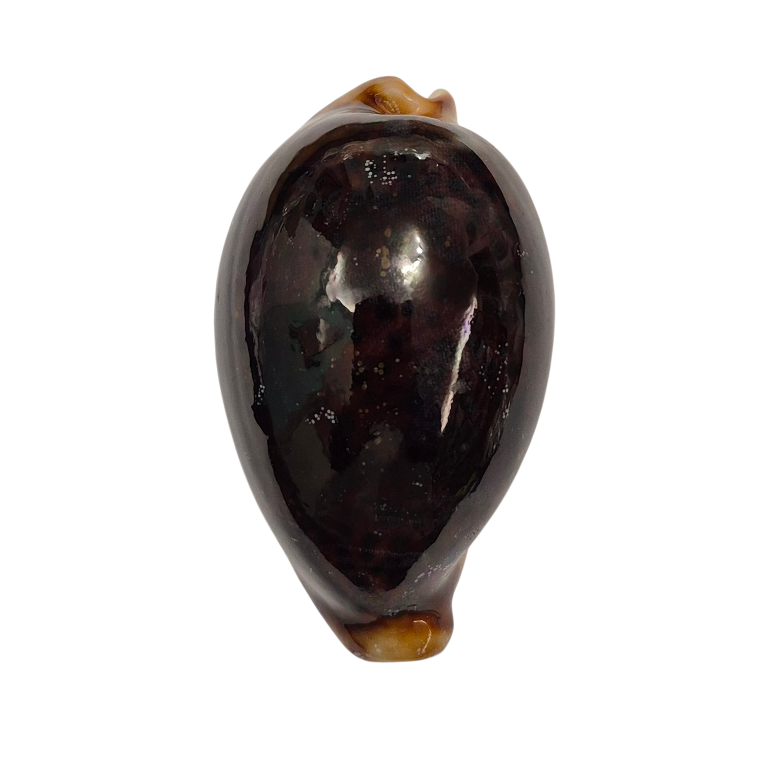BC192 Cypraea pantherina f. funebralis - FULLY BLACK