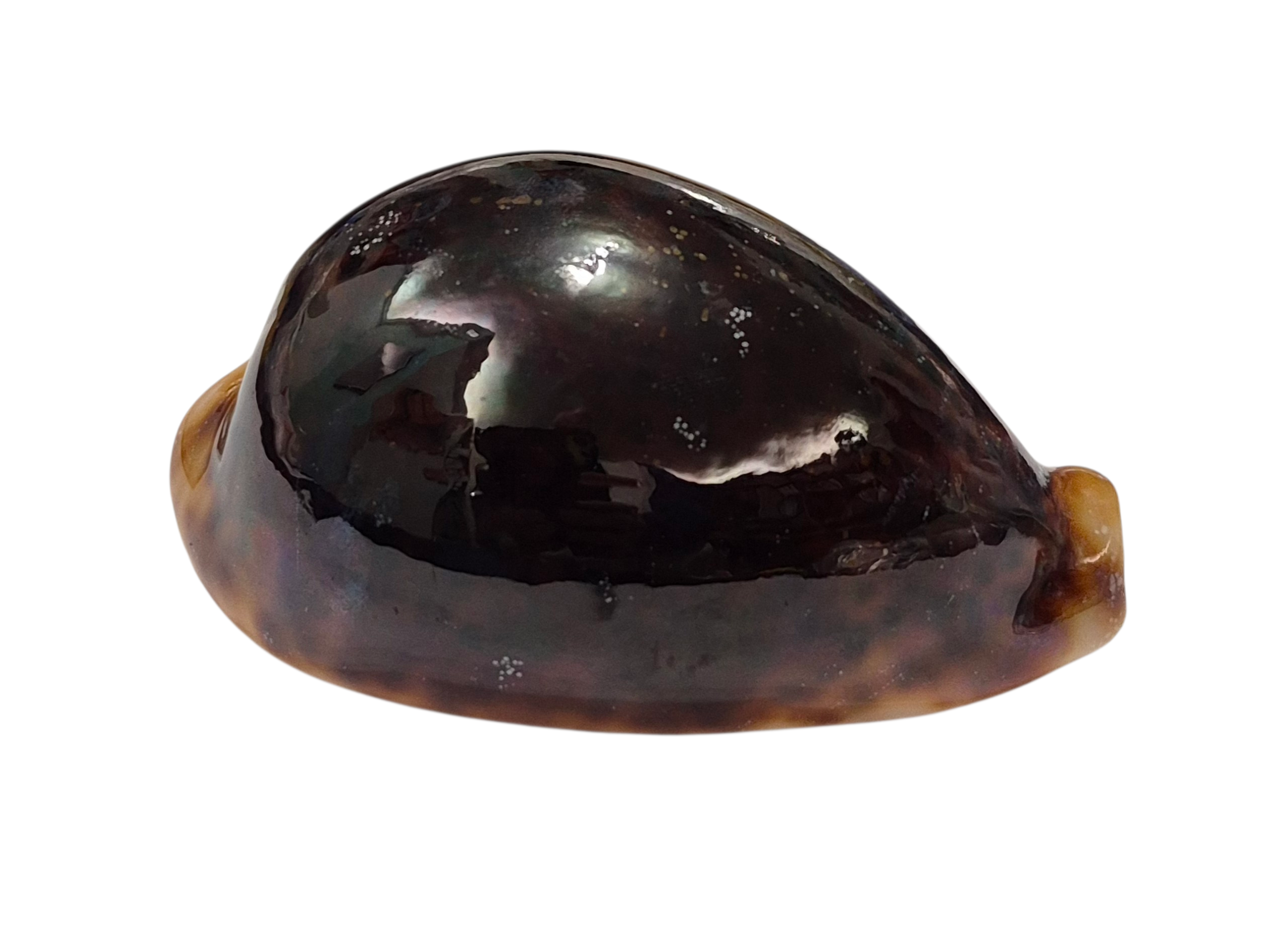 BC192 Cypraea pantherina f. funebralis - FULLY BLACK - Image 5