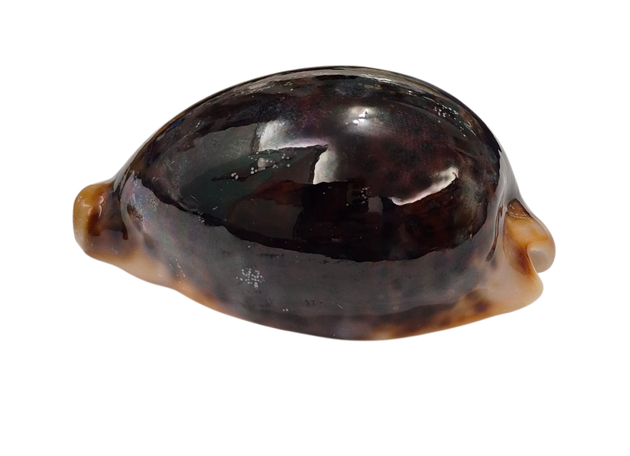 BC192 Cypraea pantherina f. funebralis - FULLY BLACK - Image 6