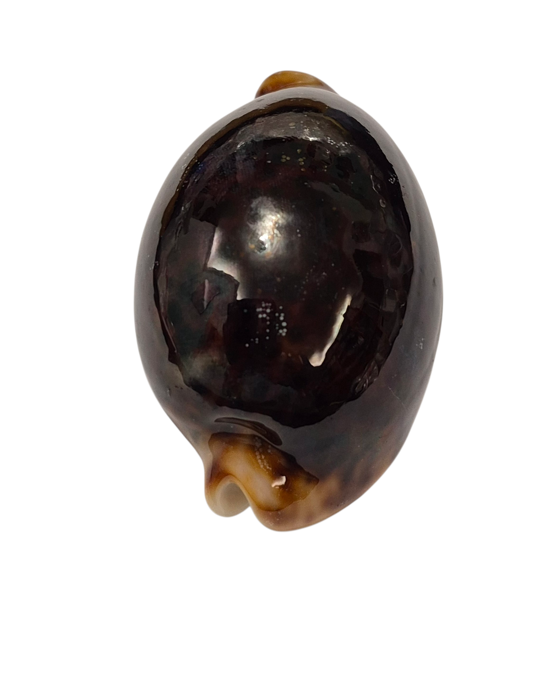 BC192 Cypraea pantherina f. funebralis - FULLY BLACK - Image 7