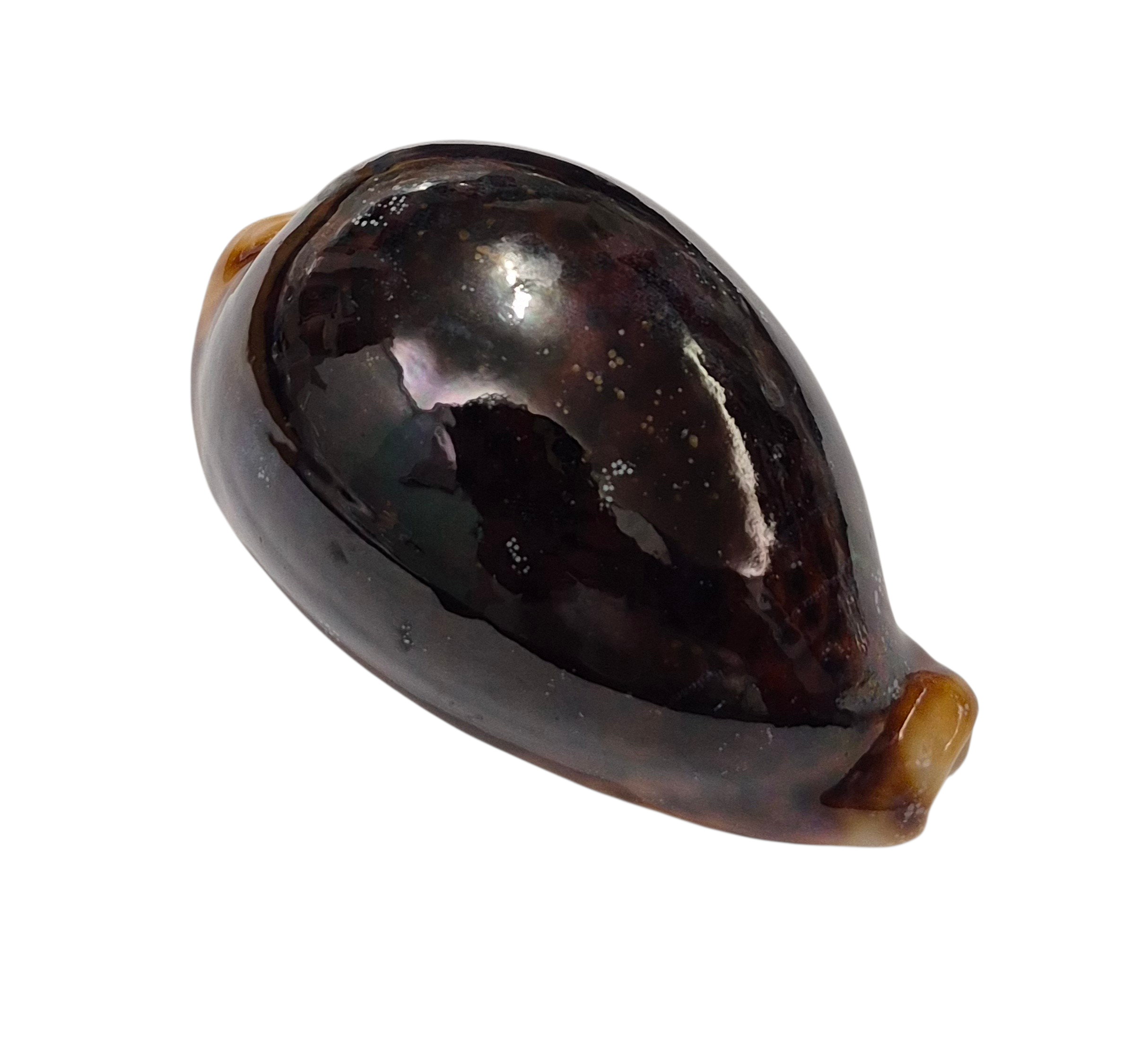 BC192 Cypraea pantherina f. funebralis - FULLY BLACK - Image 2