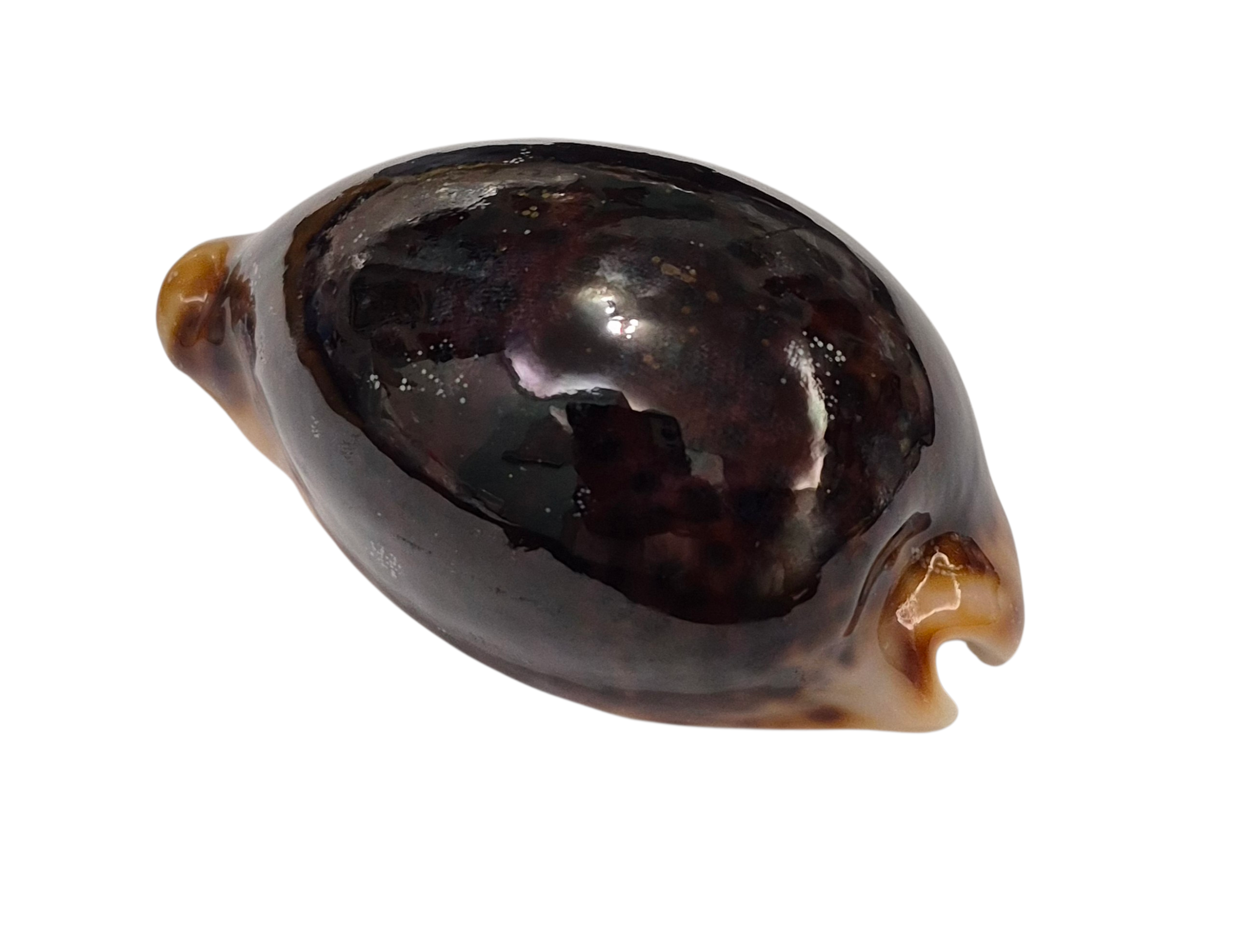 BC192 Cypraea pantherina f. funebralis - FULLY BLACK - Image 3