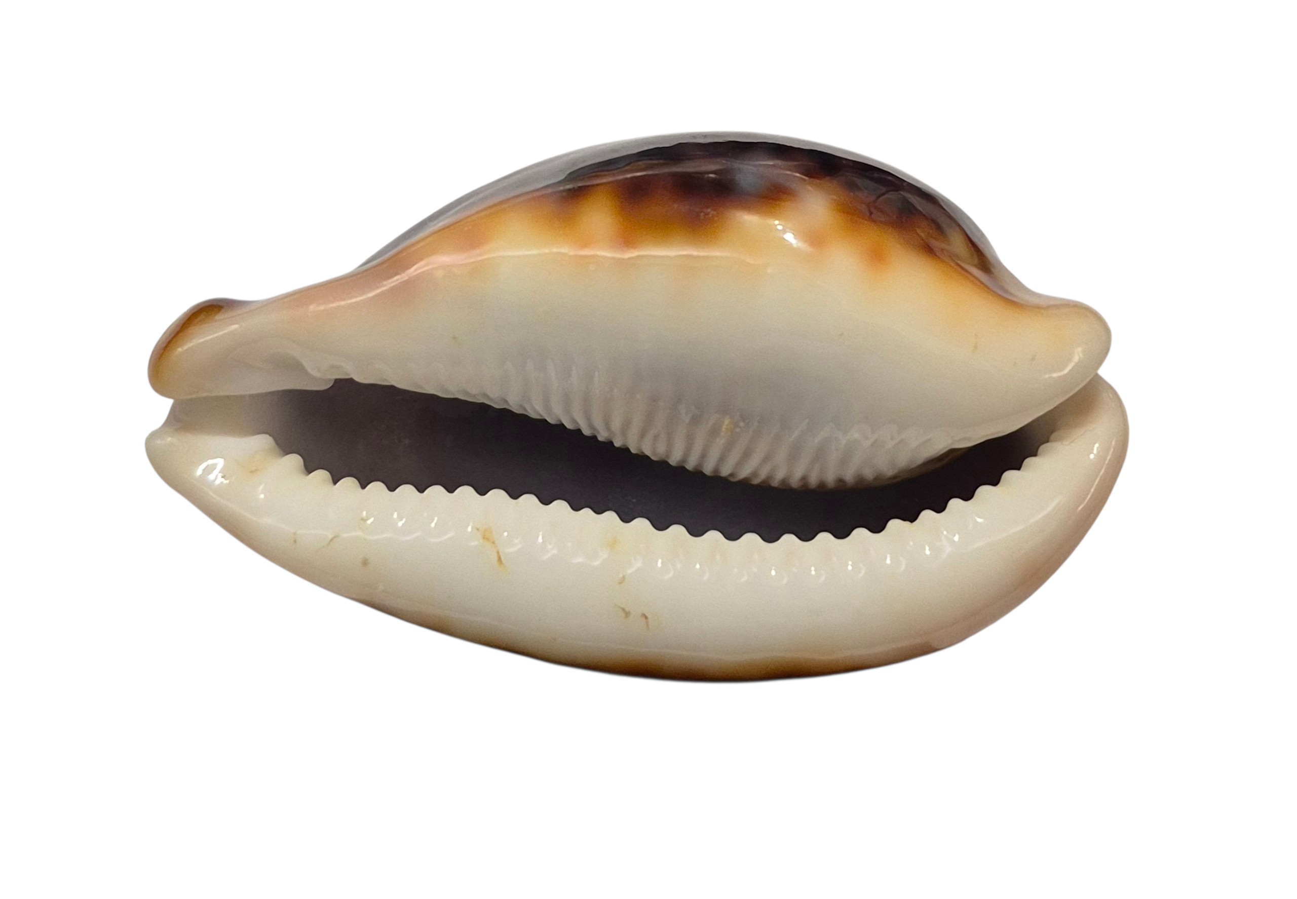 BC192 Cypraea pantherina f. funebralis - FULLY BLACK - Image 4