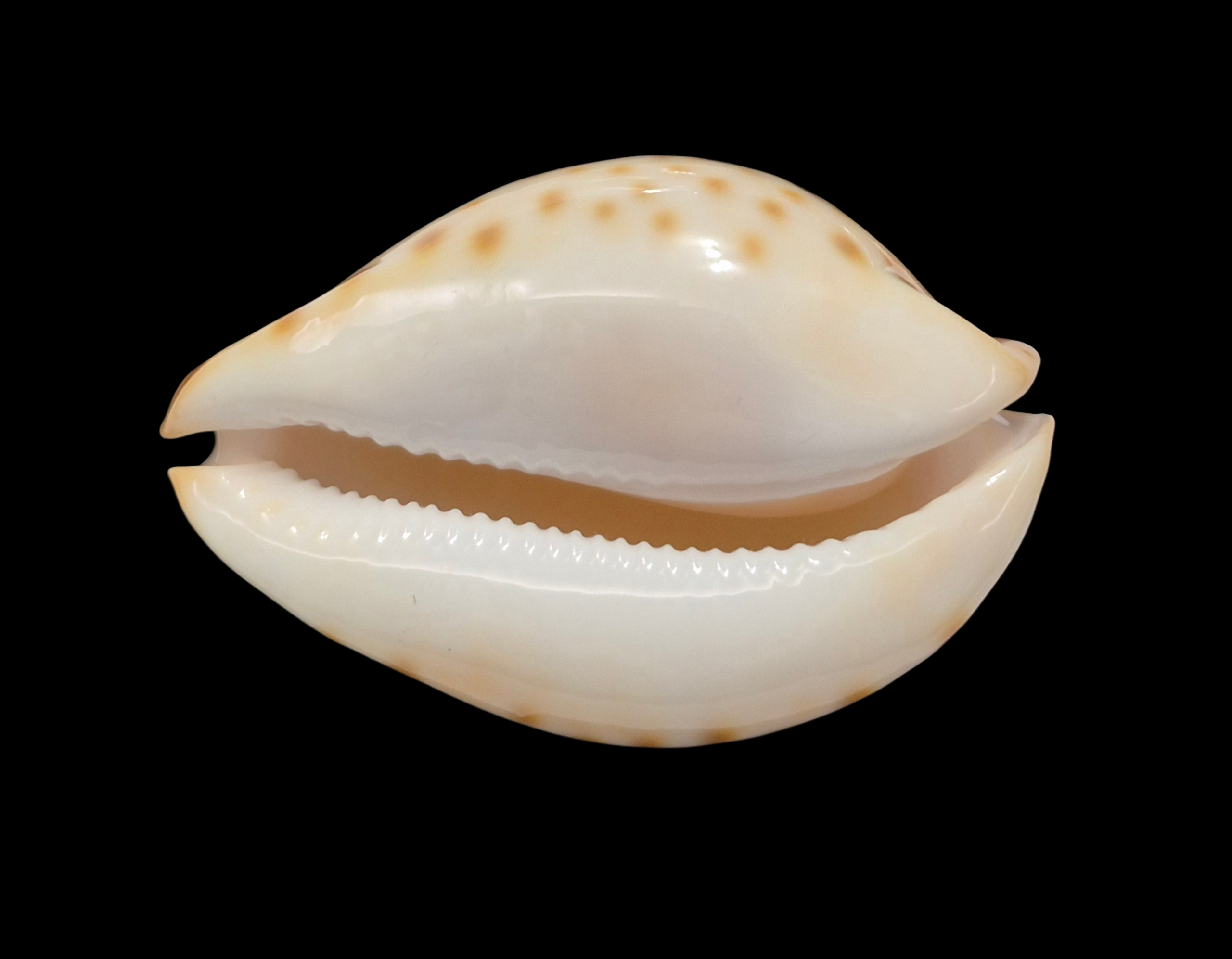 BC086 Zoila kostini f. leemanica - TOP BEAUTY - Image 6