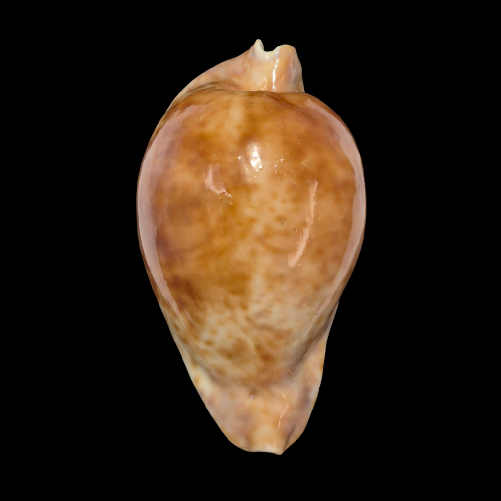 BC149 Umbilia hesitata - VERY DARK