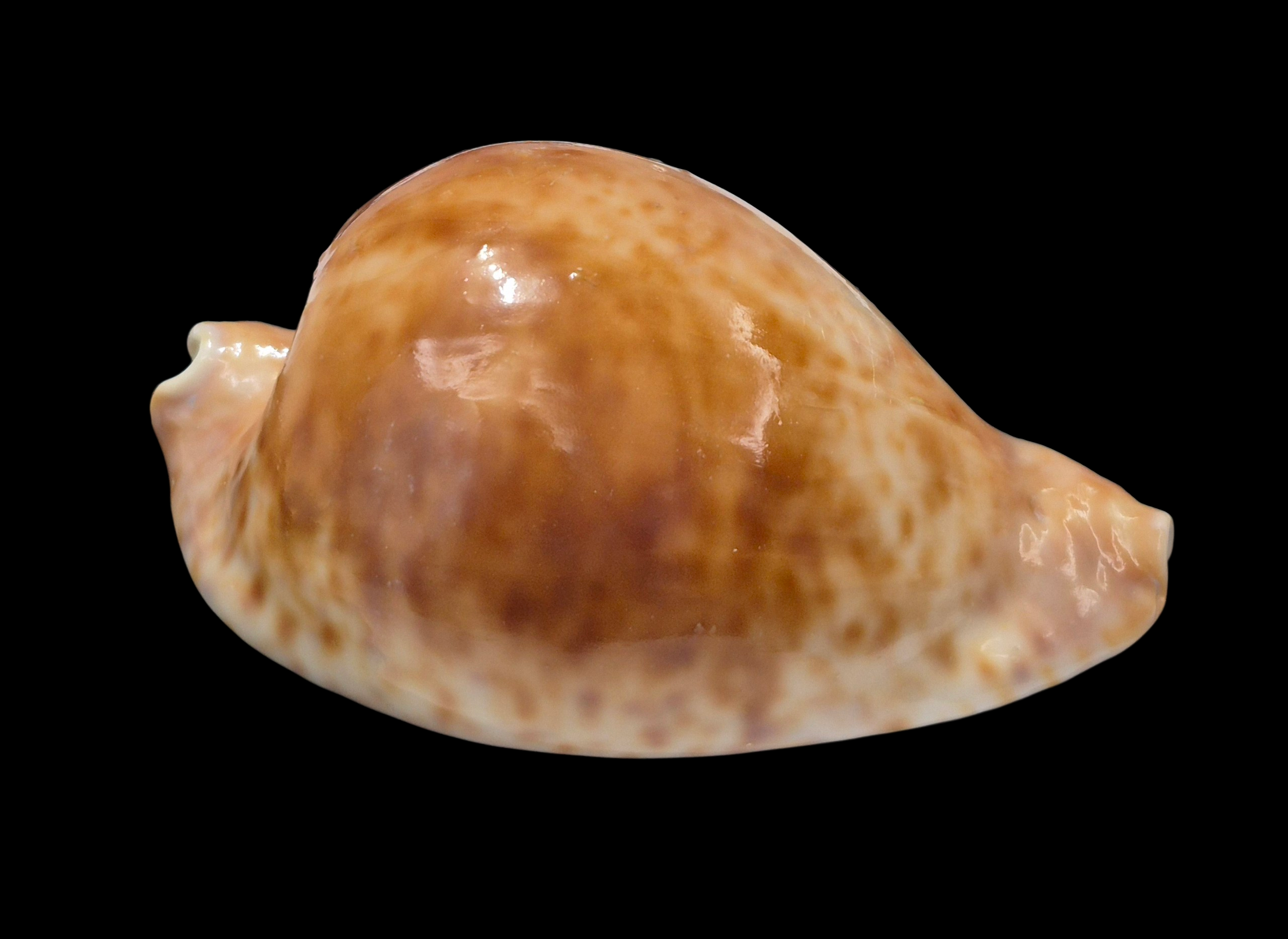 BC149 Umbilia hesitata - VERY DARK - Image 2