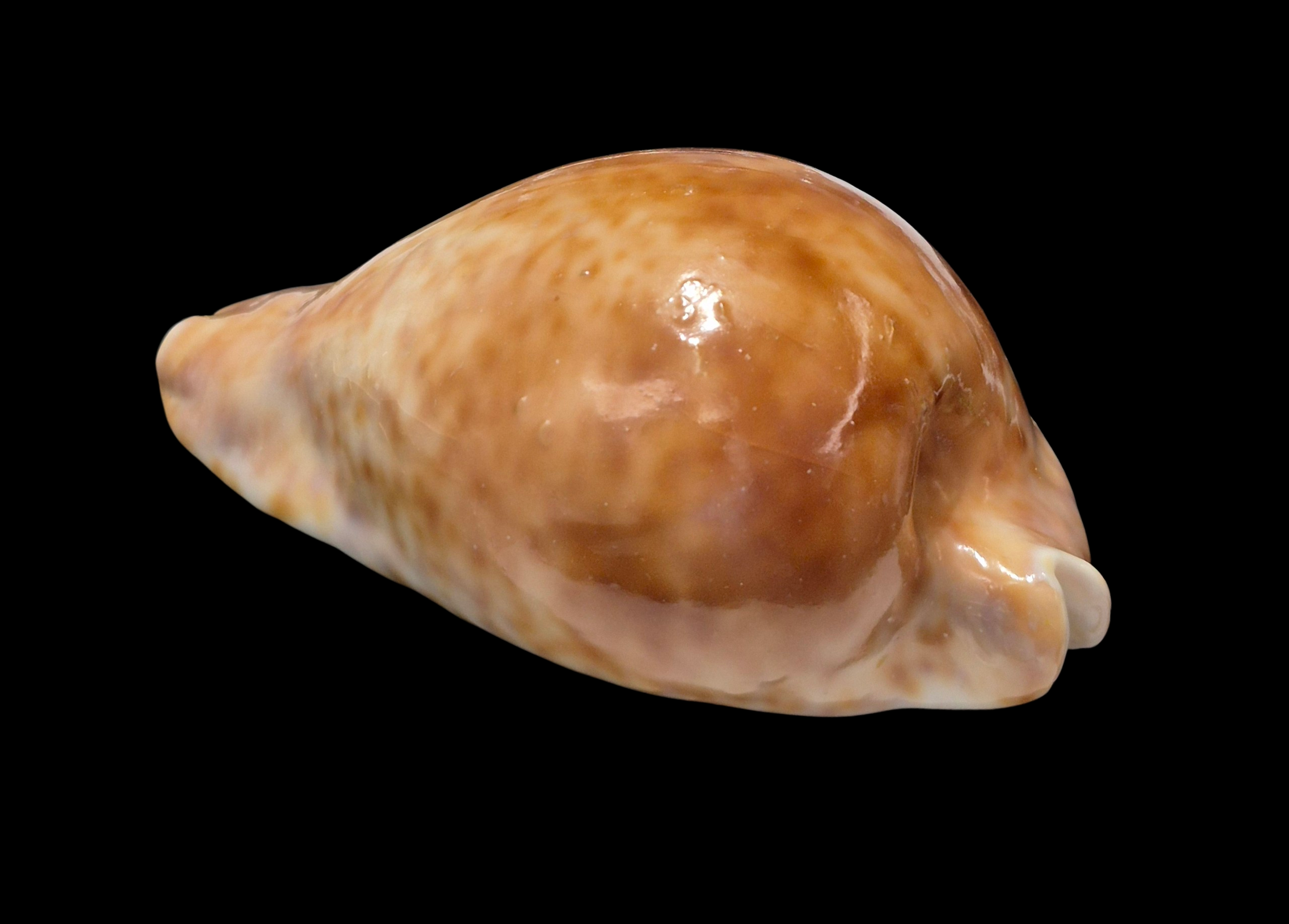 BC149 Umbilia hesitata - VERY DARK - Image 3