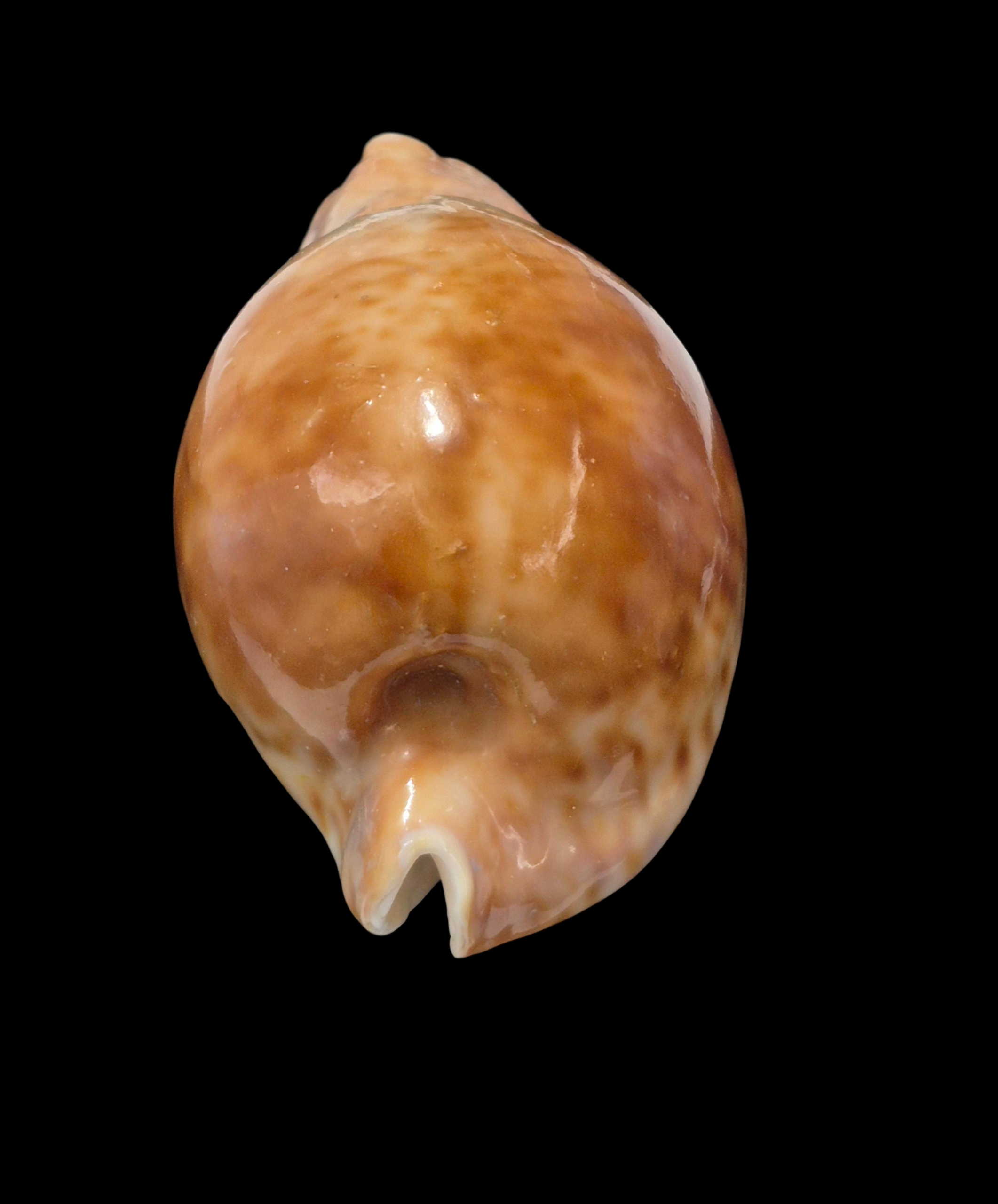 BC149 Umbilia hesitata - VERY DARK - Image 4