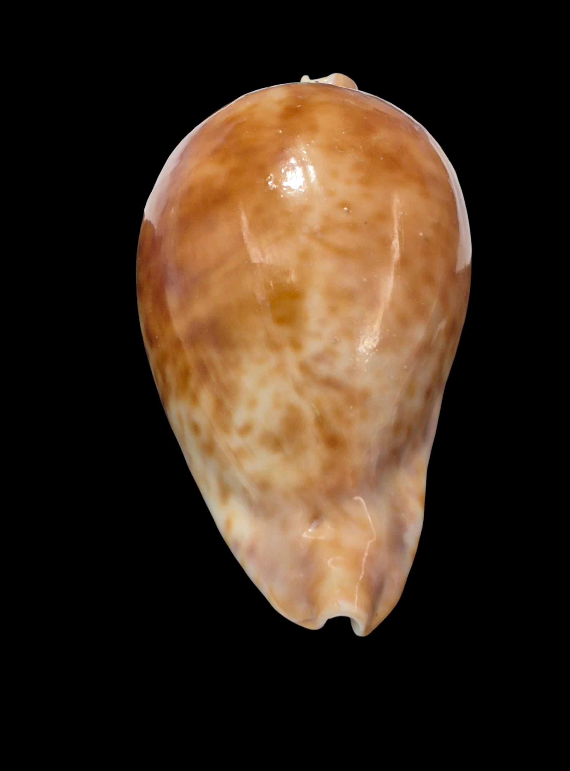 BC149 Umbilia hesitata - VERY DARK - Image 5