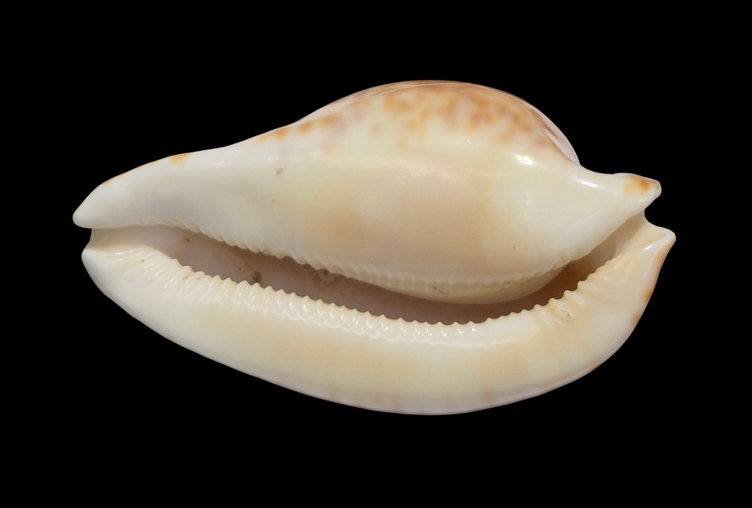 BC149 Umbilia hesitata - VERY DARK - Image 6