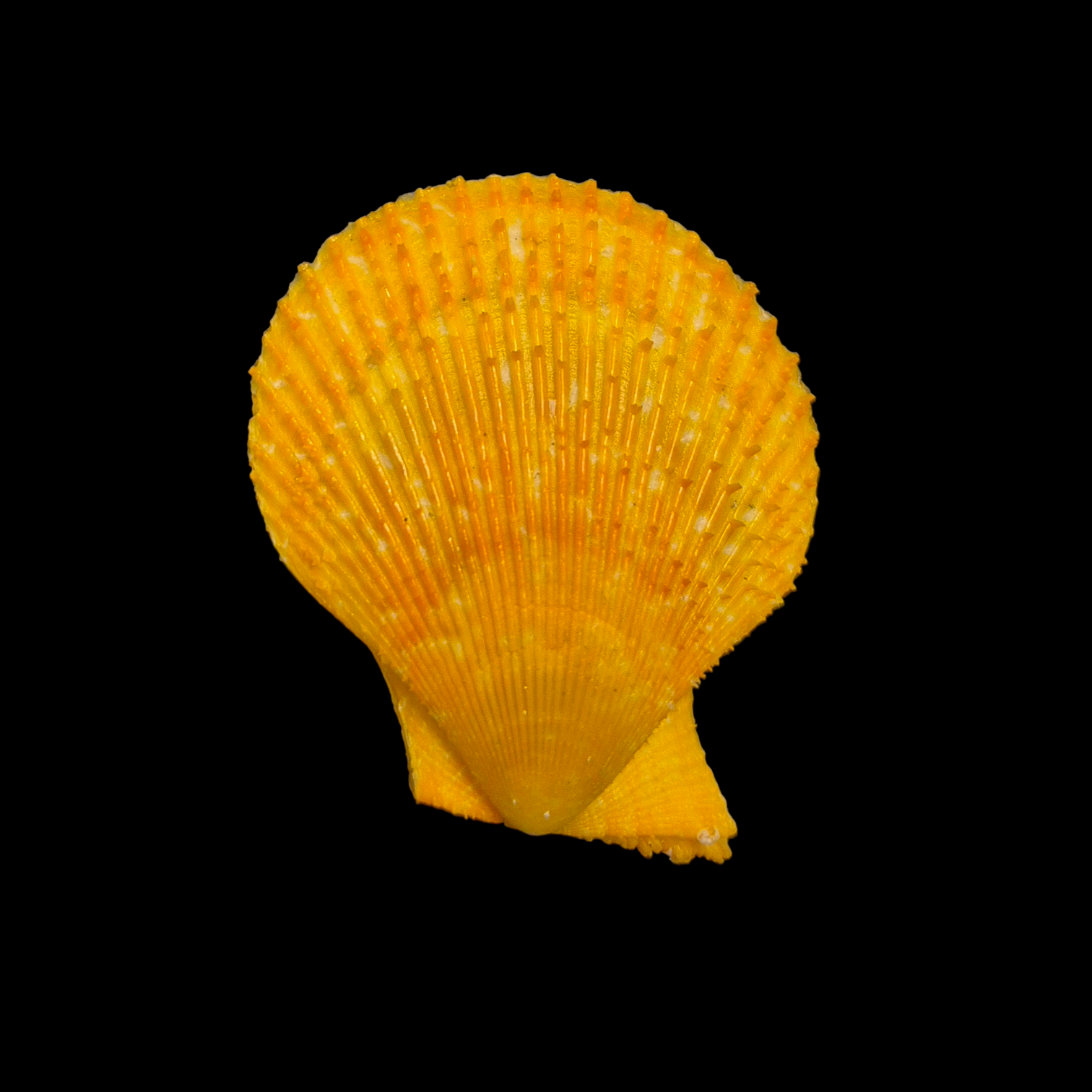 BC124 Chlamys varia ORANGE - Image 4