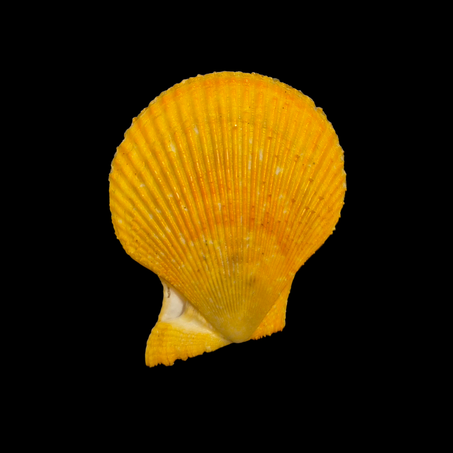 BC124 Chlamys varia ORANGE - Image 3