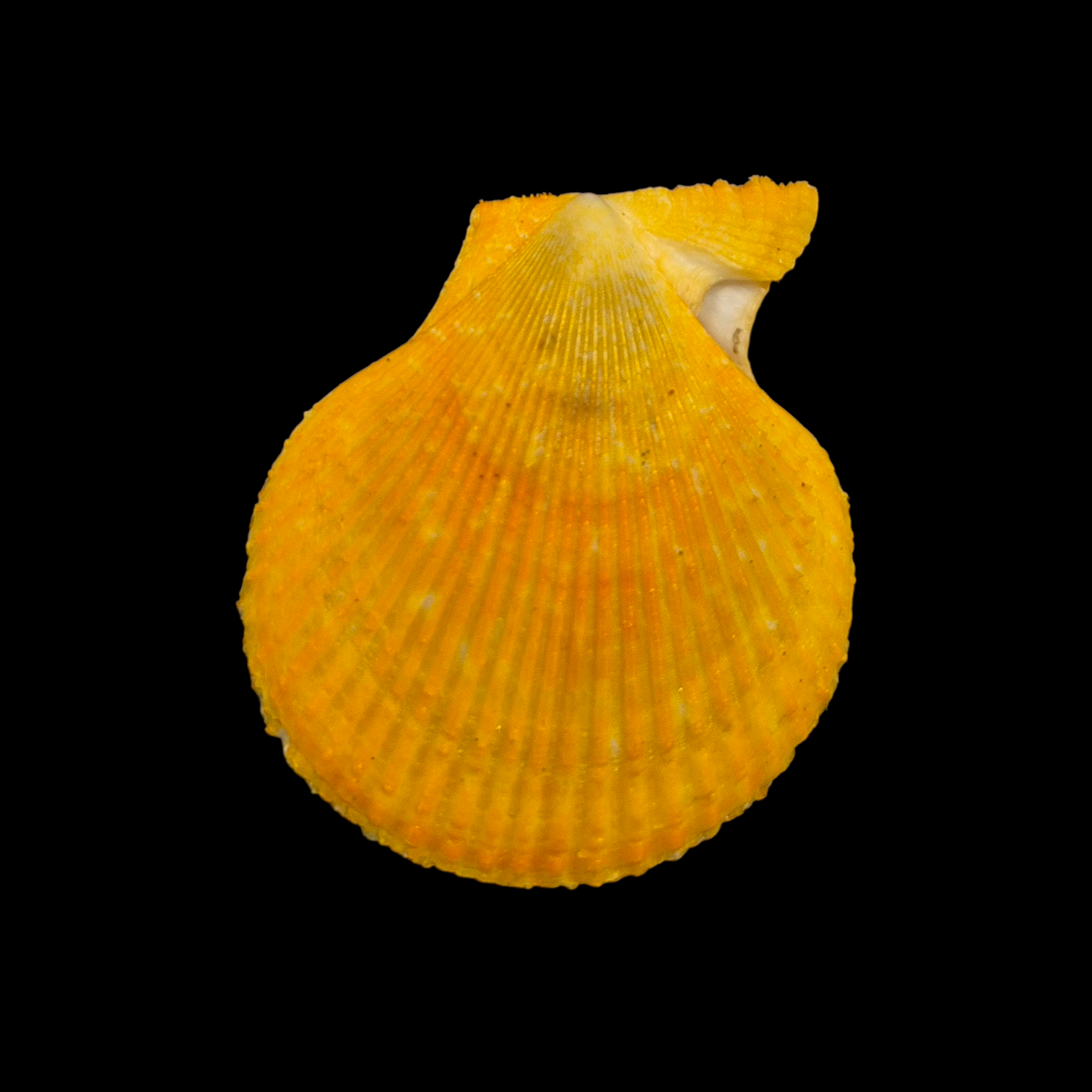 BC124 Chlamys varia ORANGE - Image 2