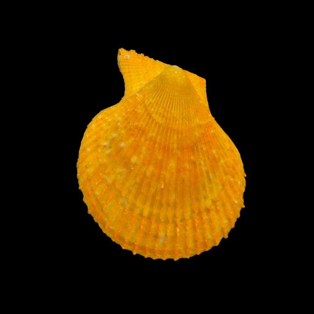 BC124 Chlamys varia ORANGE