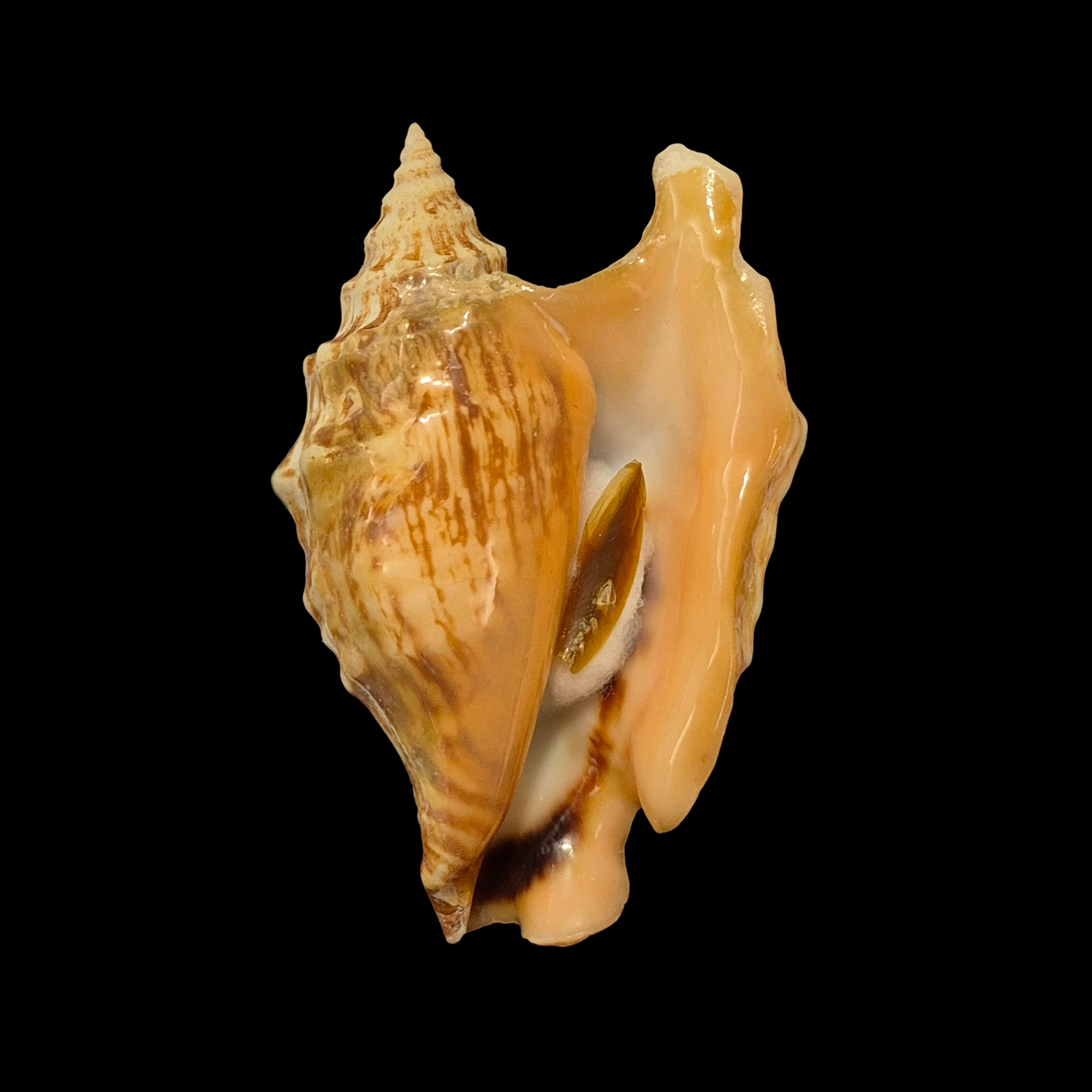 BC132 Tricornis oldi w/o - SELECTED - Image 2