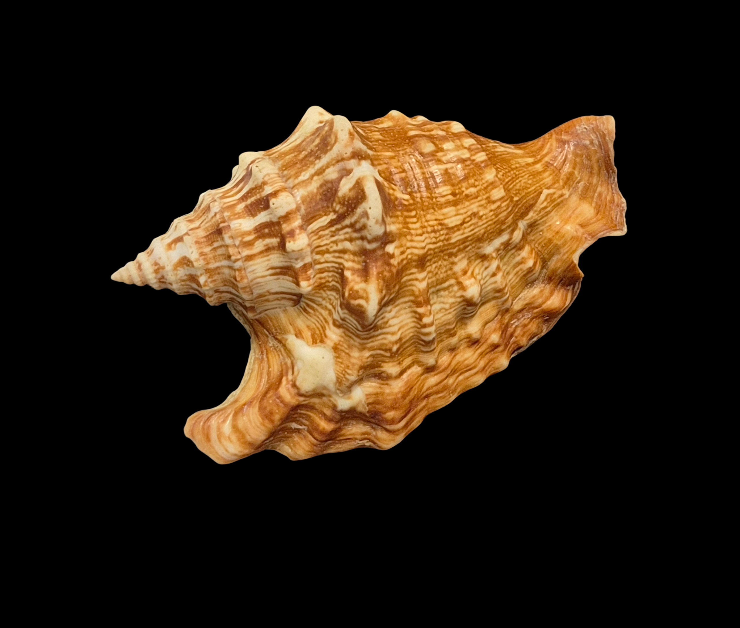 BC132 Tricornis oldi w/o - SELECTED - Image 3