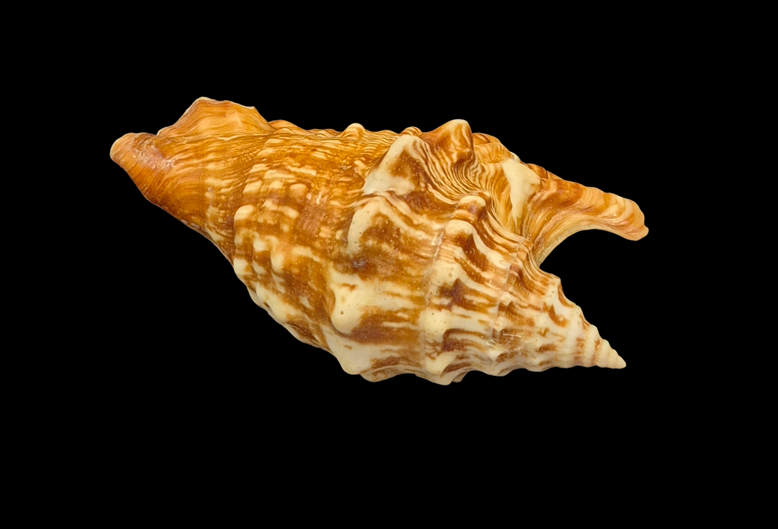 BC132 Tricornis oldi w/o - SELECTED - Image 4