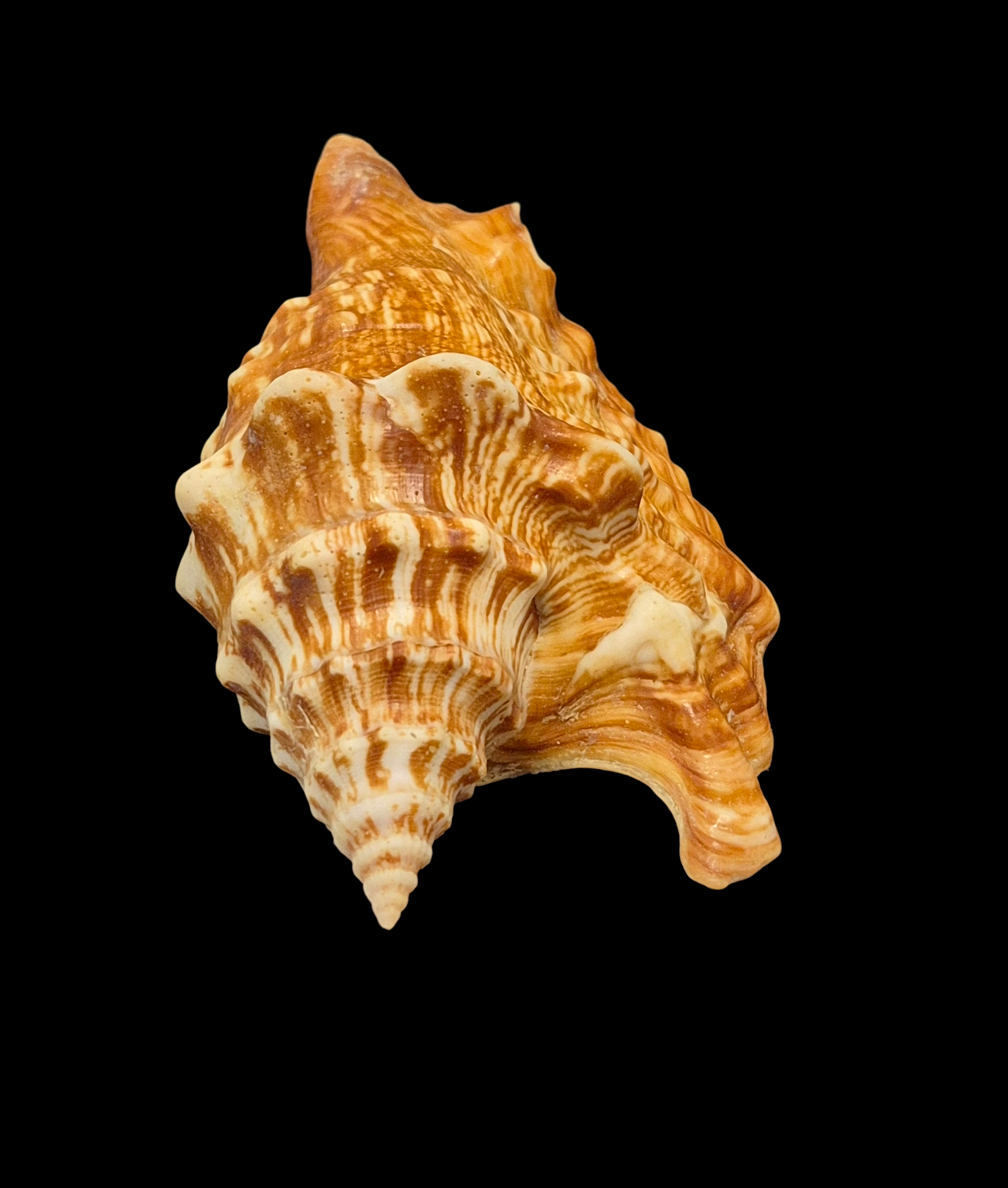 BC132 Tricornis oldi w/o - SELECTED - Image 6
