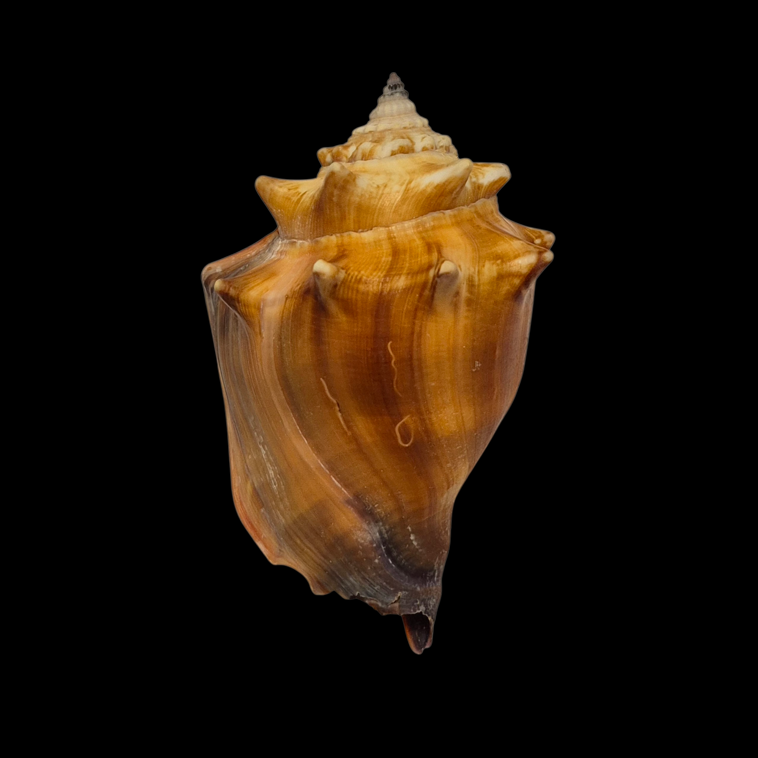 BC389 Strombus alatus w/o - Image 2