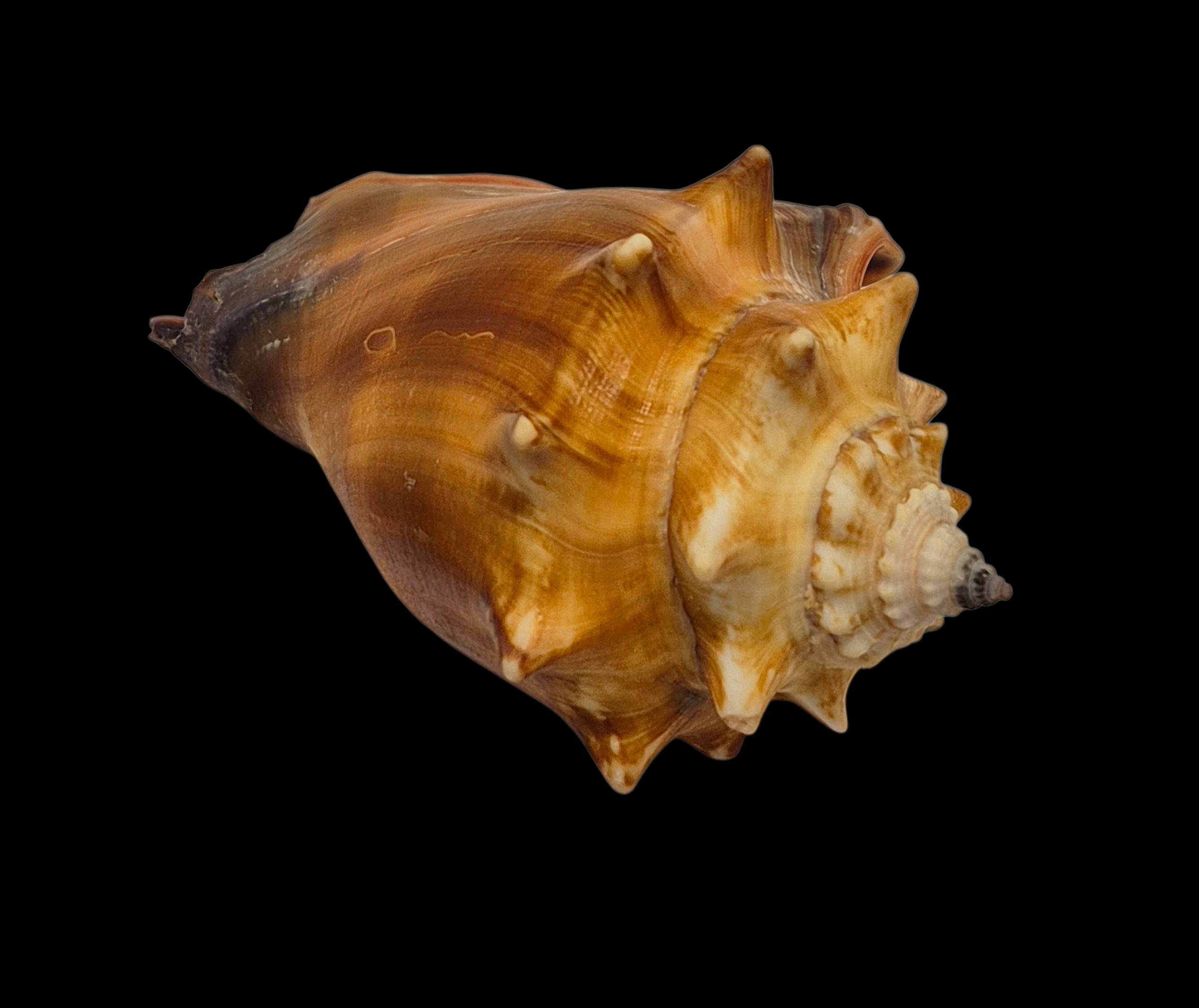 BC389 Strombus alatus w/o - Image 5