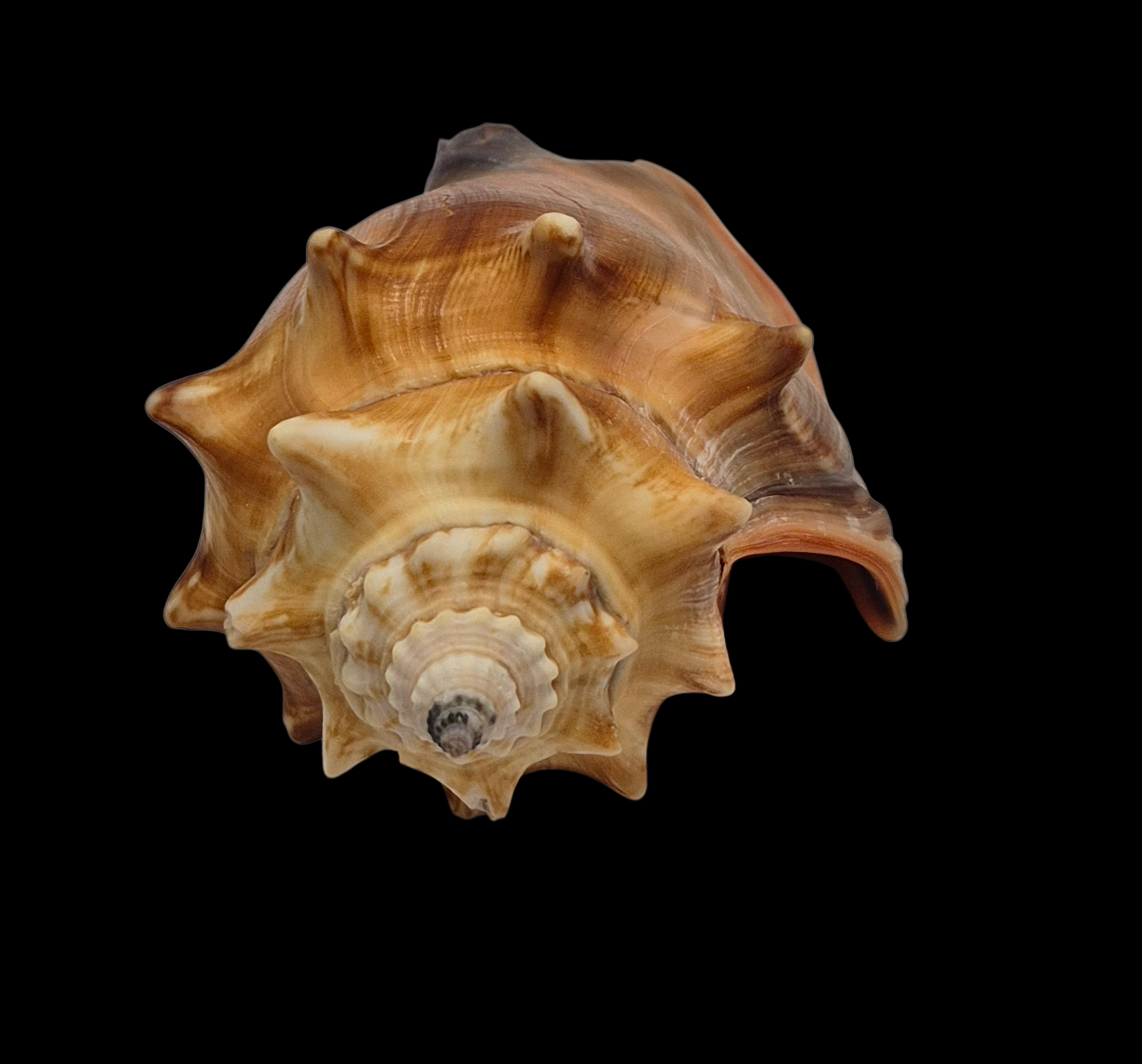 BC389 Strombus alatus w/o - Image 6