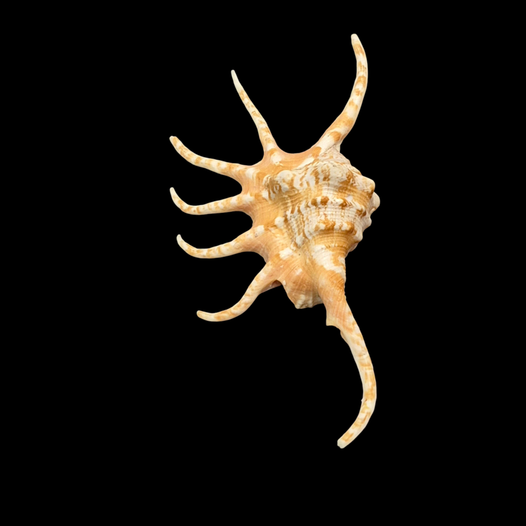 BC217 Lambis pilsbryi w/o