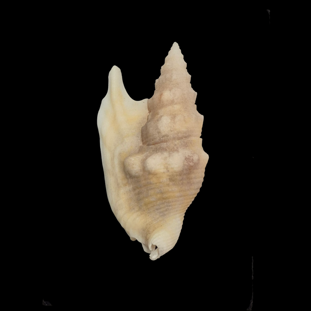 BC200 Euprotomus hawaiiensis