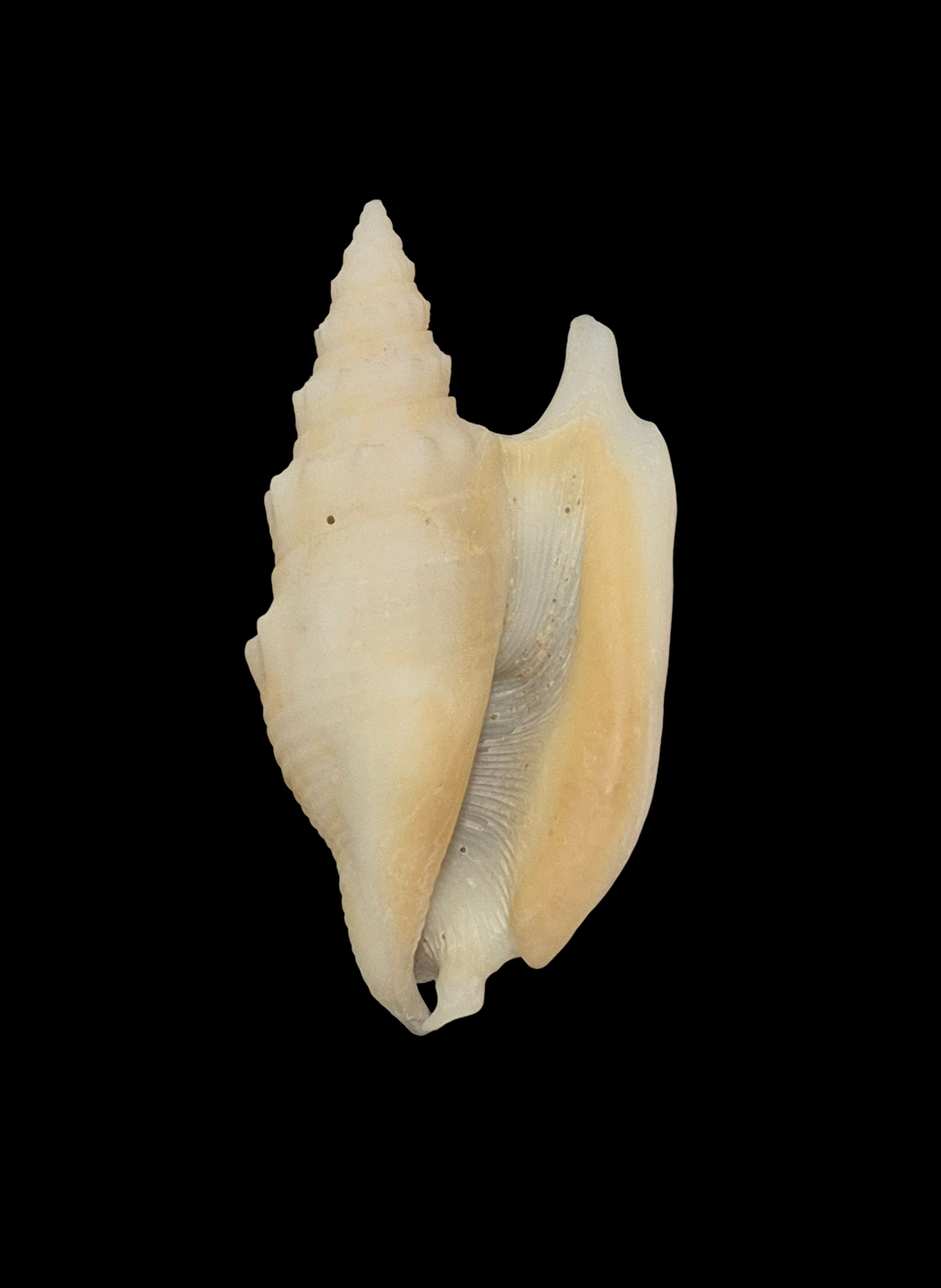 BC200 Euprotomus hawaiiensis - Image 2