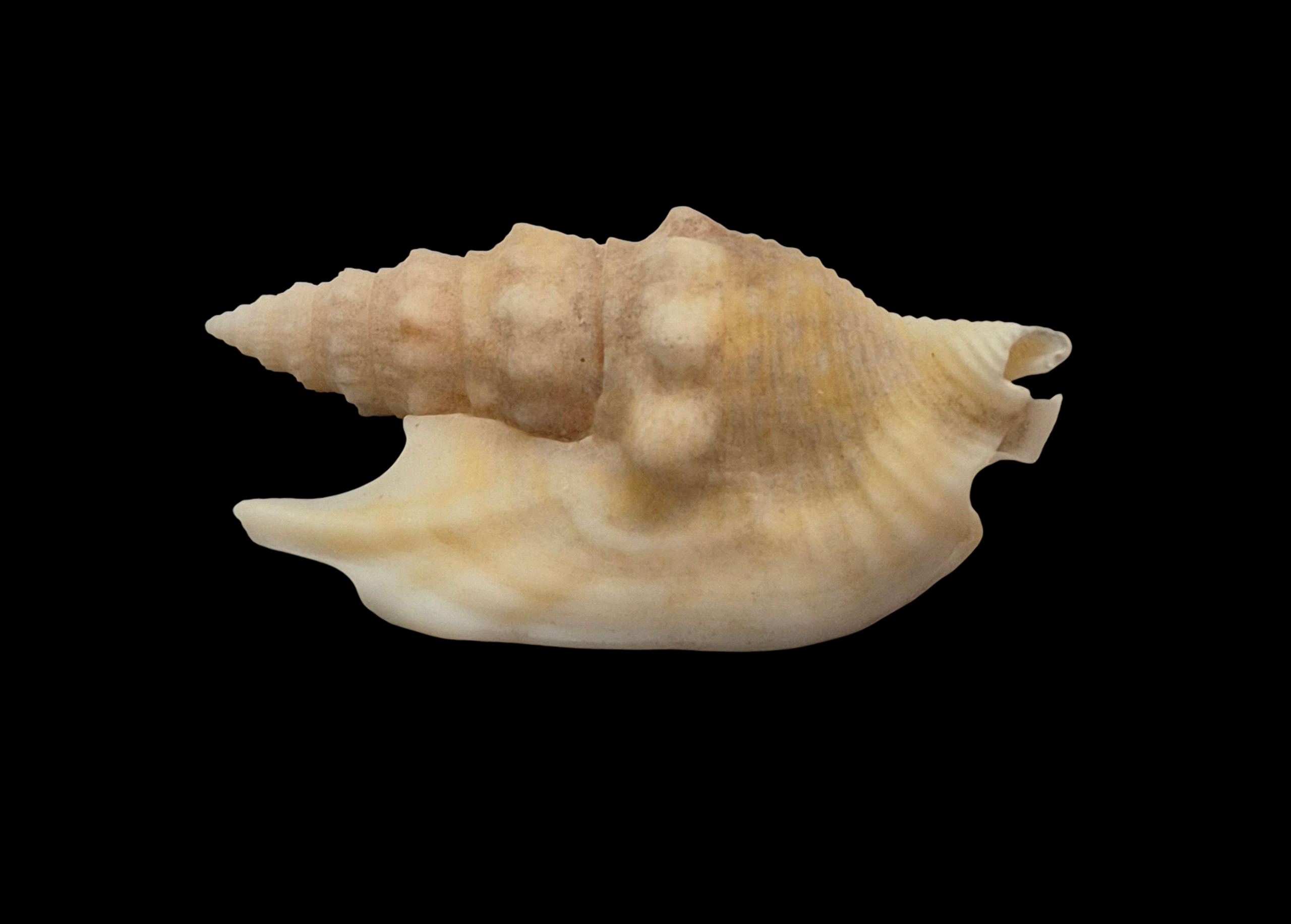 BC200 Euprotomus hawaiiensis - Image 3