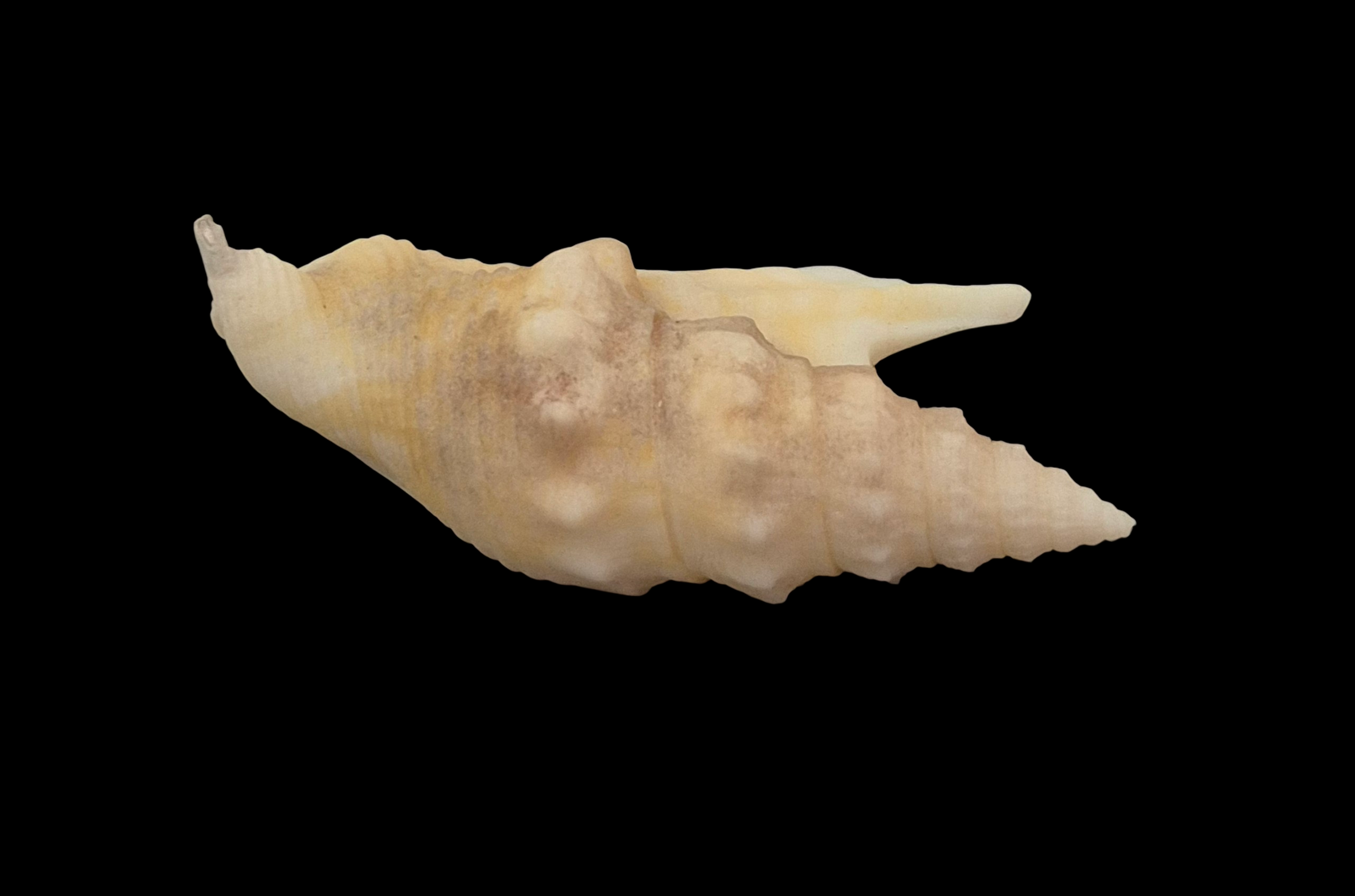 BC200 Euprotomus hawaiiensis - Image 4