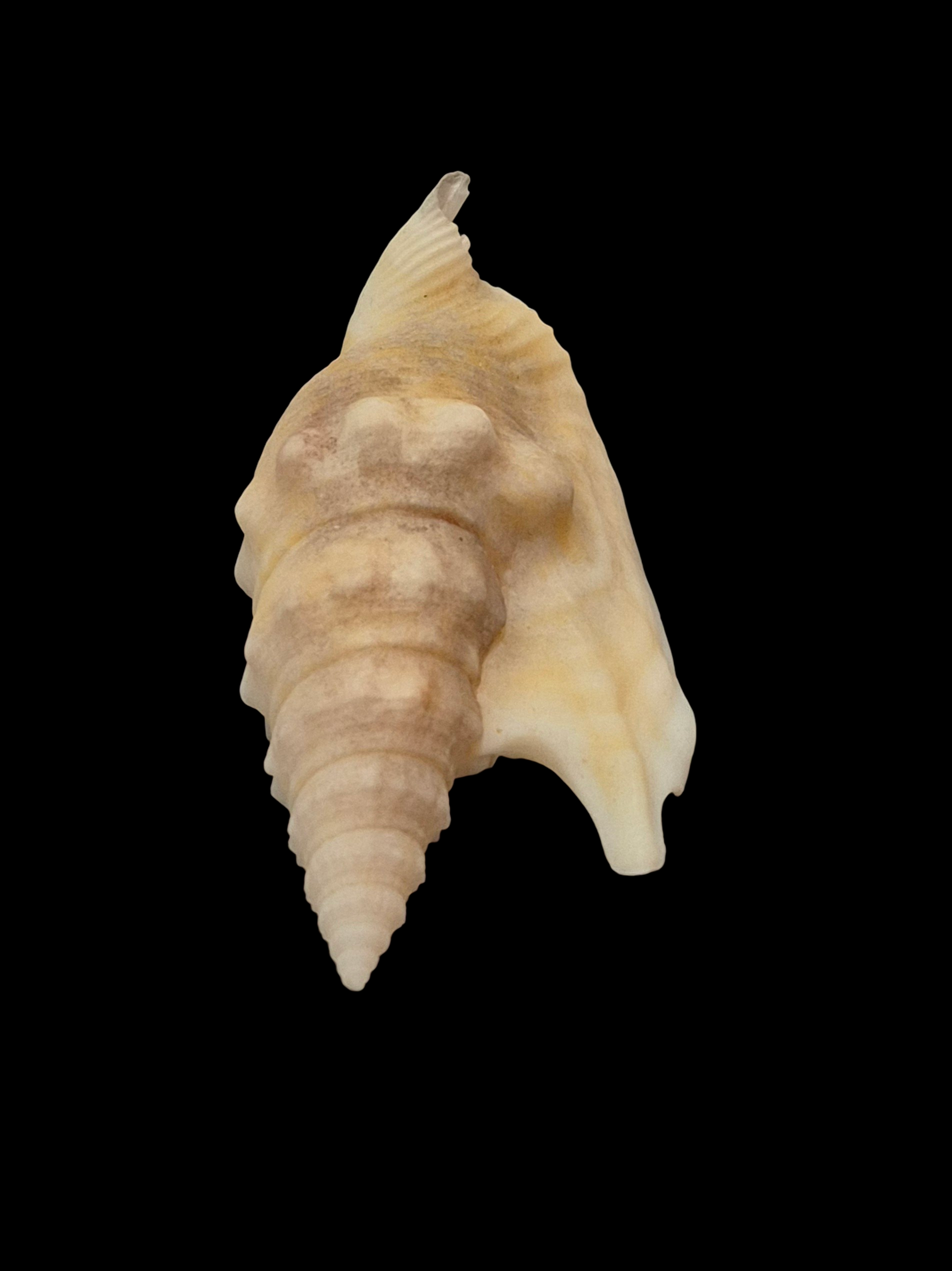 BC200 Euprotomus hawaiiensis - Image 5