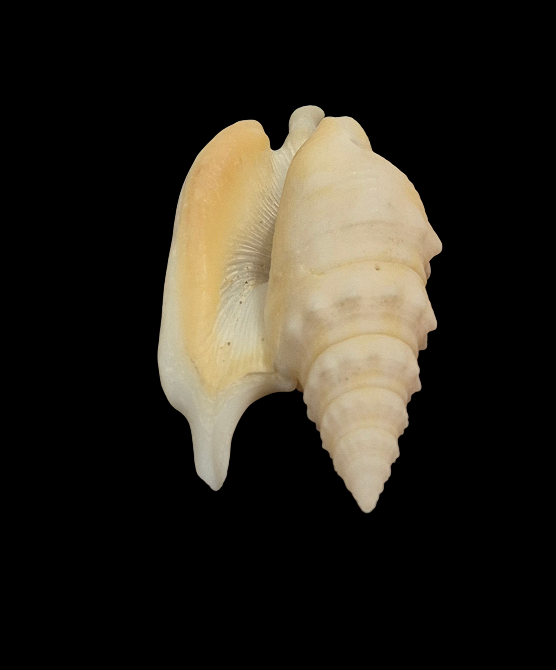 BC200 Euprotomus hawaiiensis - Image 6